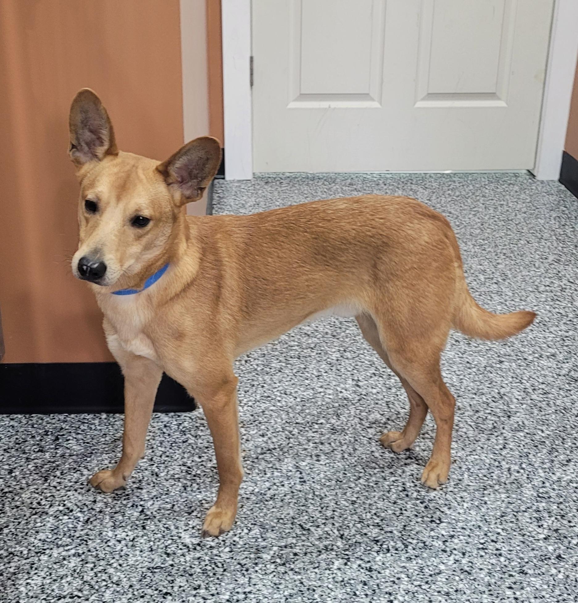 Enlarge Jermaine, a ADOPTABLE mixed breed in Catlettsburg, KY image 4/6