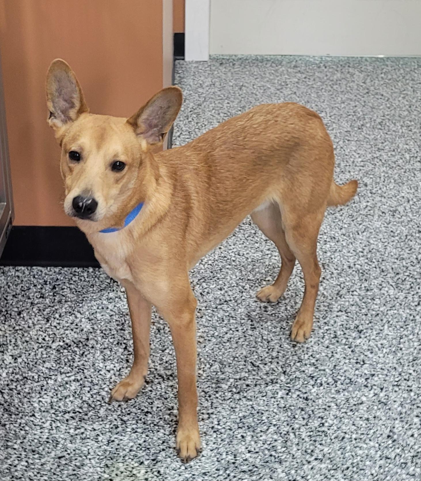 Enlarge Jermaine, a ADOPTABLE mixed breed in Catlettsburg, KY image 2/6