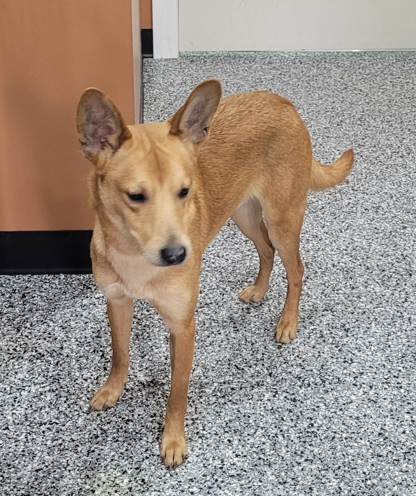 Enlarge Jermaine, a ADOPTABLE mixed breed in Catlettsburg, KY image 3/6