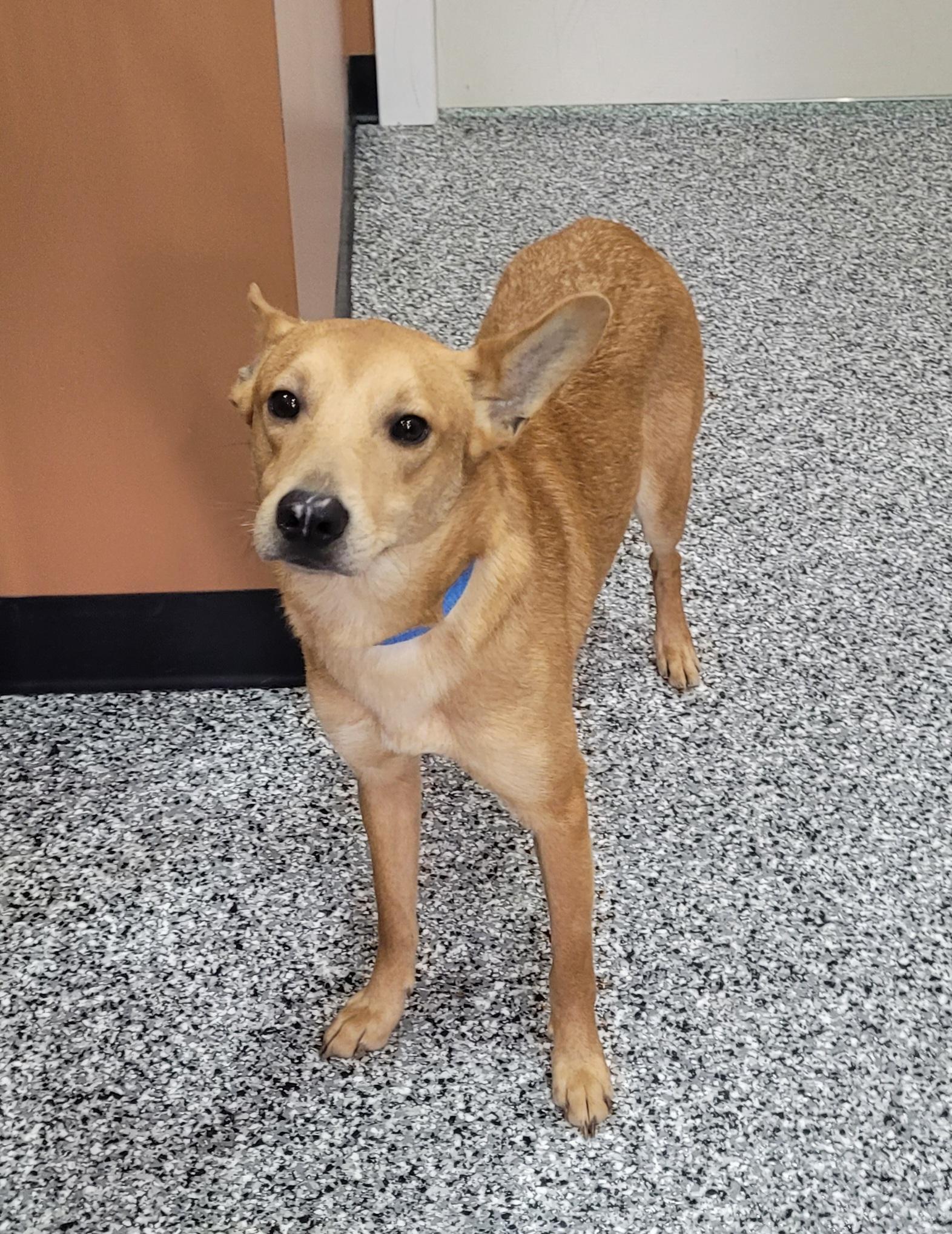 Enlarge Jermaine, a ADOPTABLE mixed breed in Catlettsburg, KY image 6/6