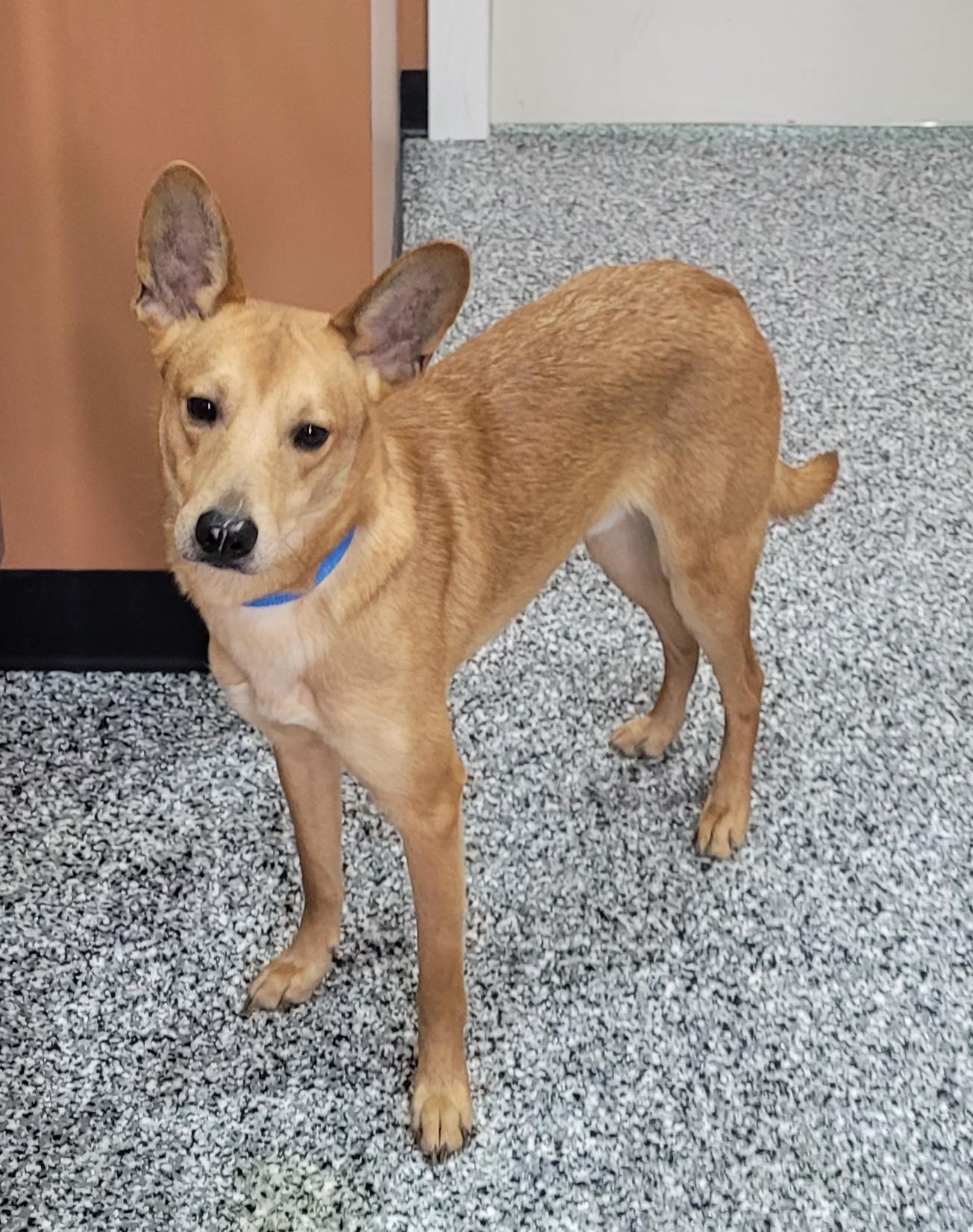 Jermaine, ADOPTABLE, Young Male Smooth Collie.