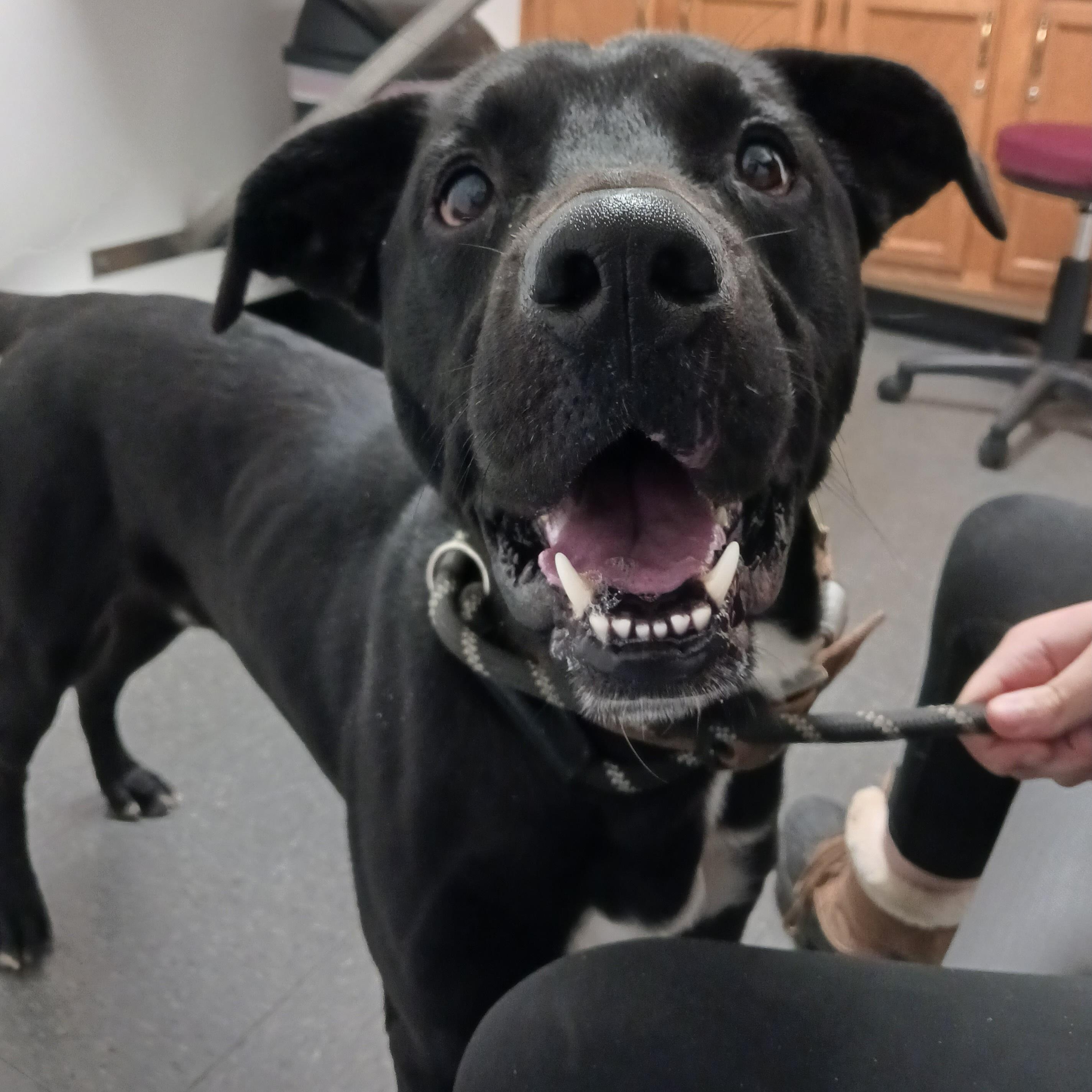 Ruger, a ADOPTABLE mixed breed in Saint Marys, WV image 1/2