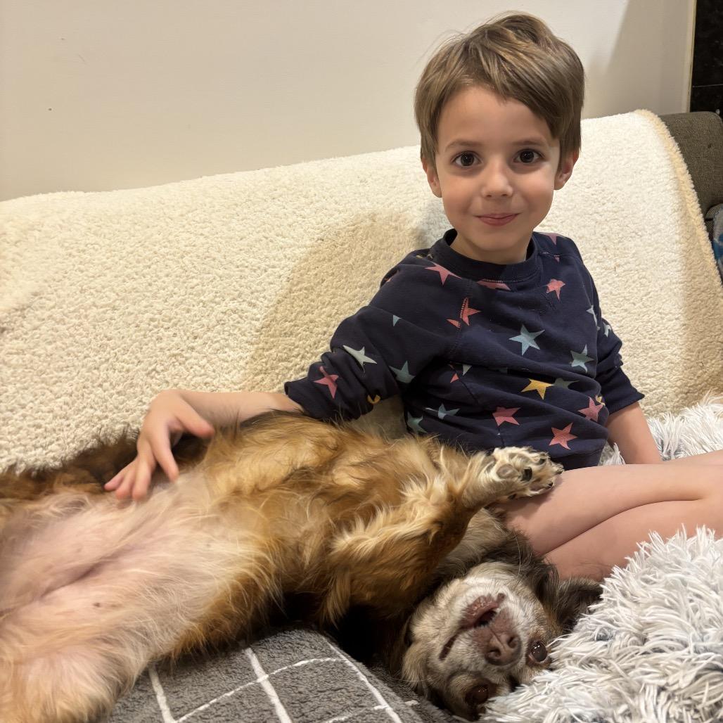 Enlarge Coco, a Adoptable mixed breed in Silver Spring, MD image 2/6