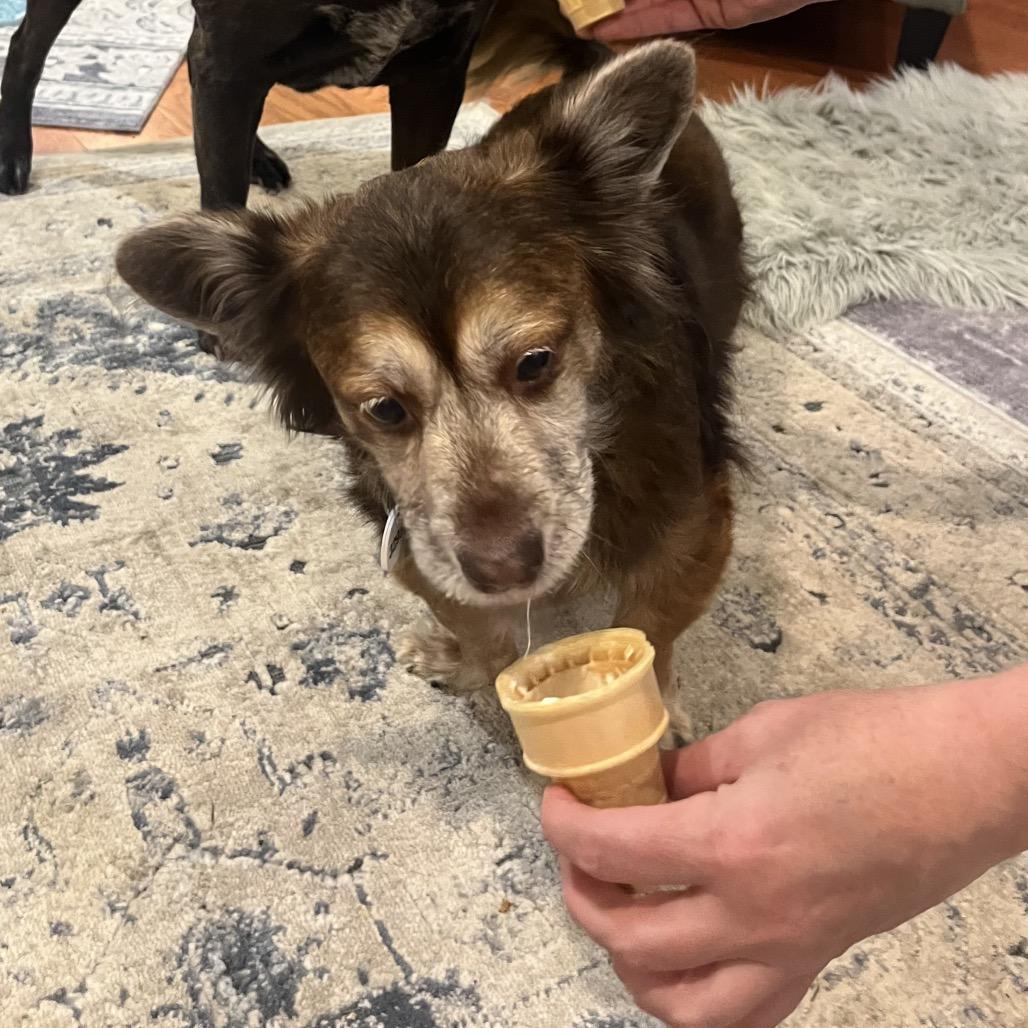 Enlarge Coco, a Adoptable mixed breed in Silver Spring, MD image 3/6