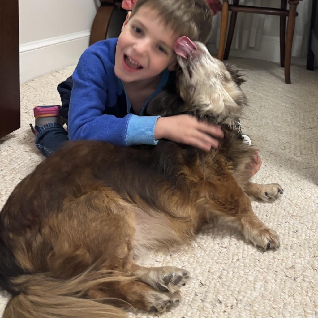 Enlarge Coco, a Adoptable mixed breed in Silver Spring, MD image 4/6