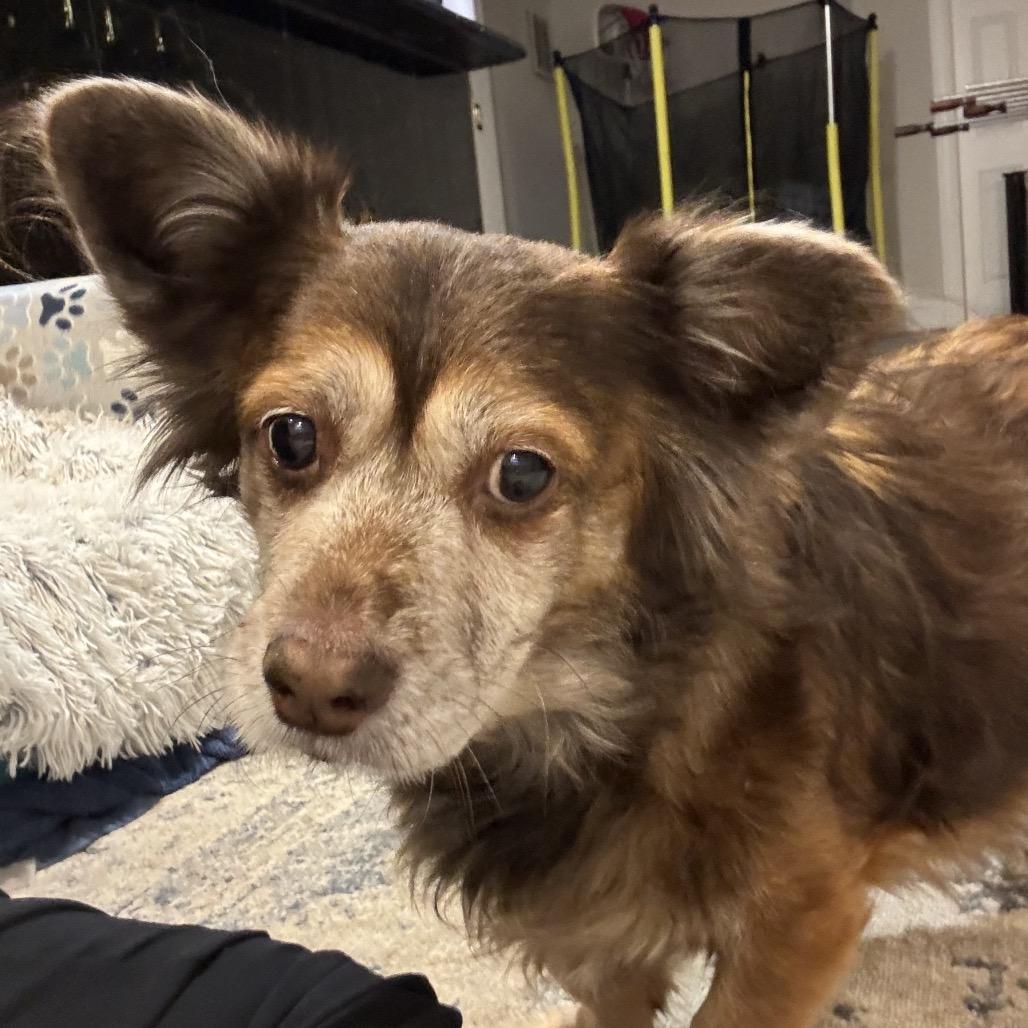 Enlarge Coco, a Adoptable mixed breed in Silver Spring, MD image 5/6