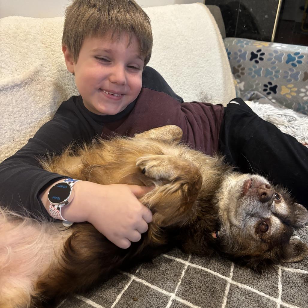 Enlarge Coco, a Adoptable mixed breed in Silver Spring, MD image 6/6