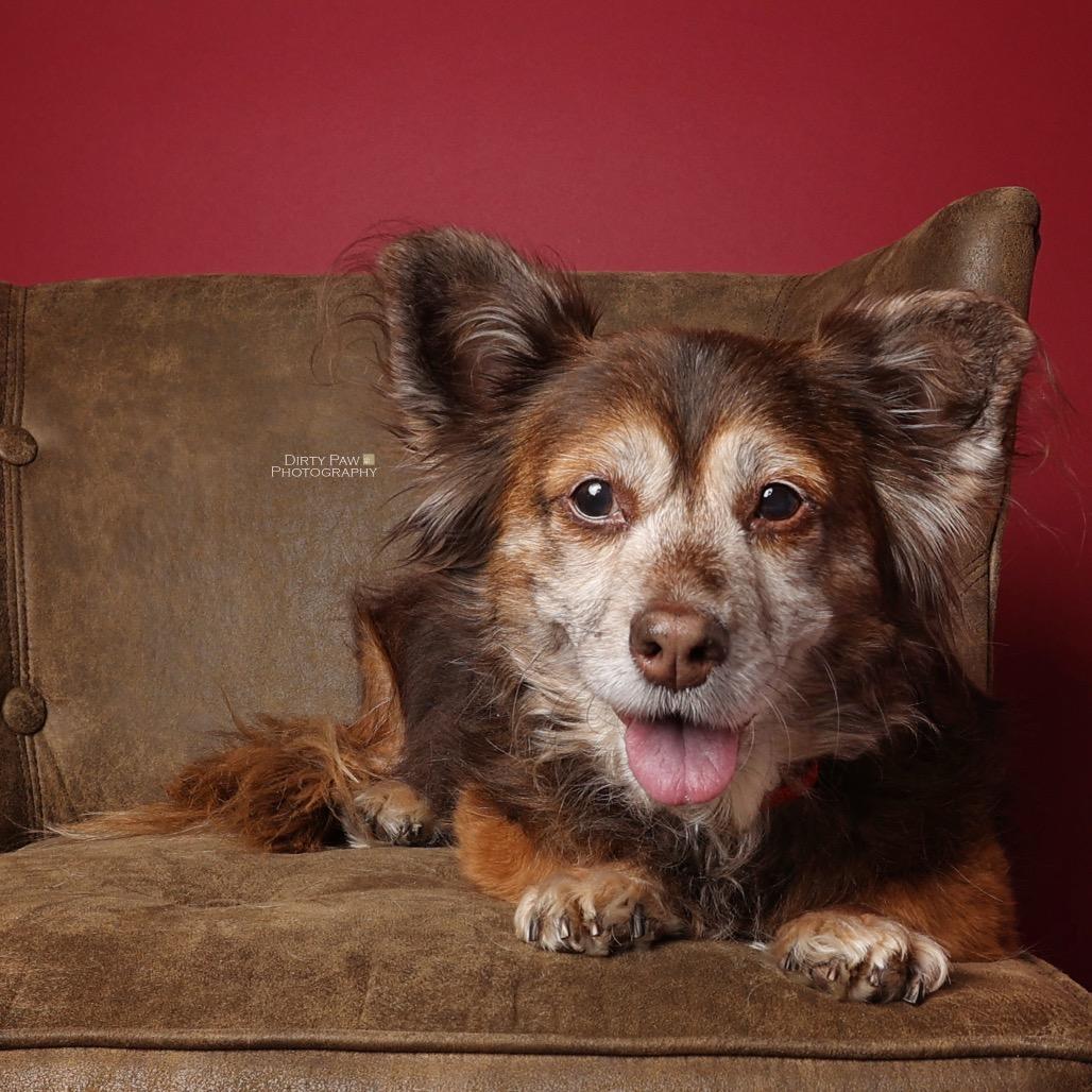 Coco, Adoptable, Senior Female Chihuahua & Mixed Breed.