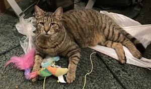 Milo, Adoptable, Young Male Tabby.