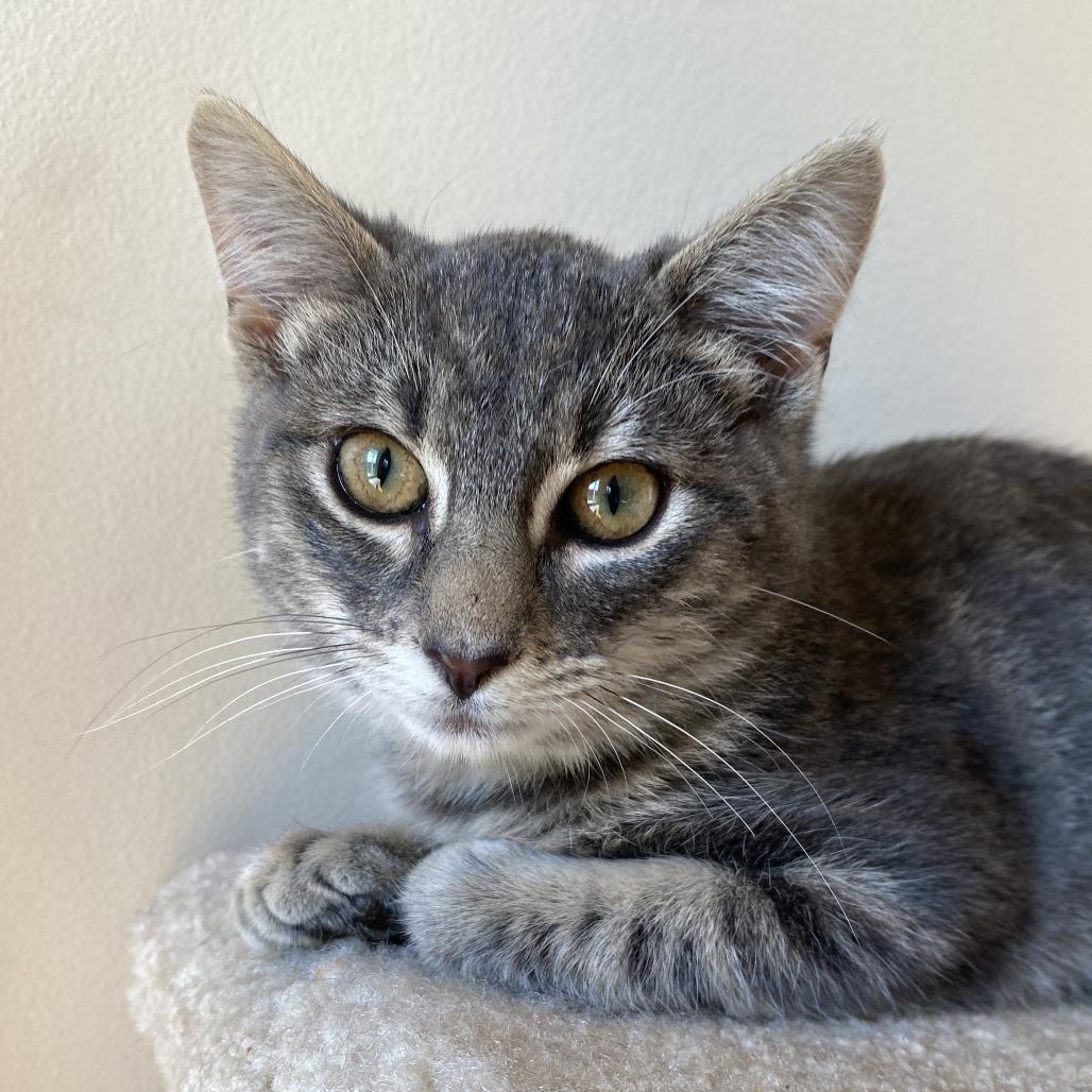 Georgie, Adoptable, Kitten Female Domestic Short Hair.