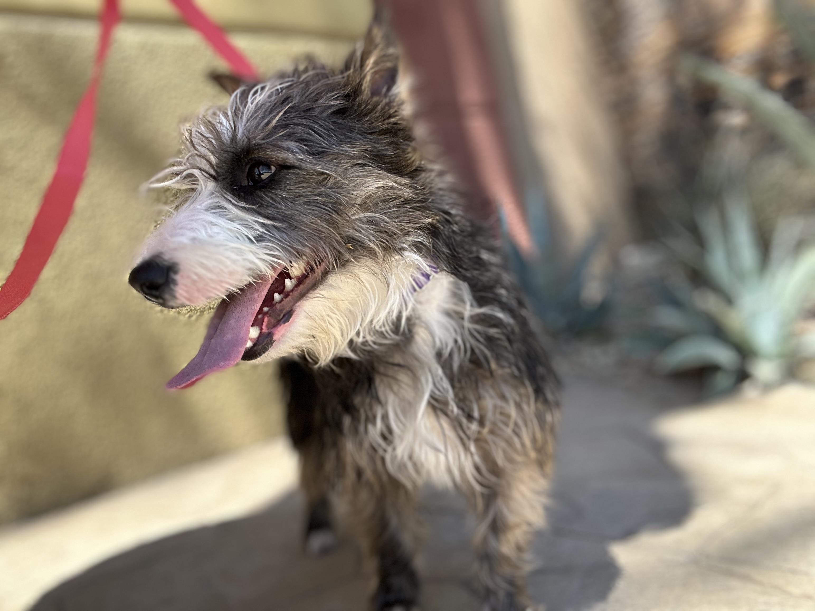 Clair, Adoptable, Young Female Scottish Terrier.