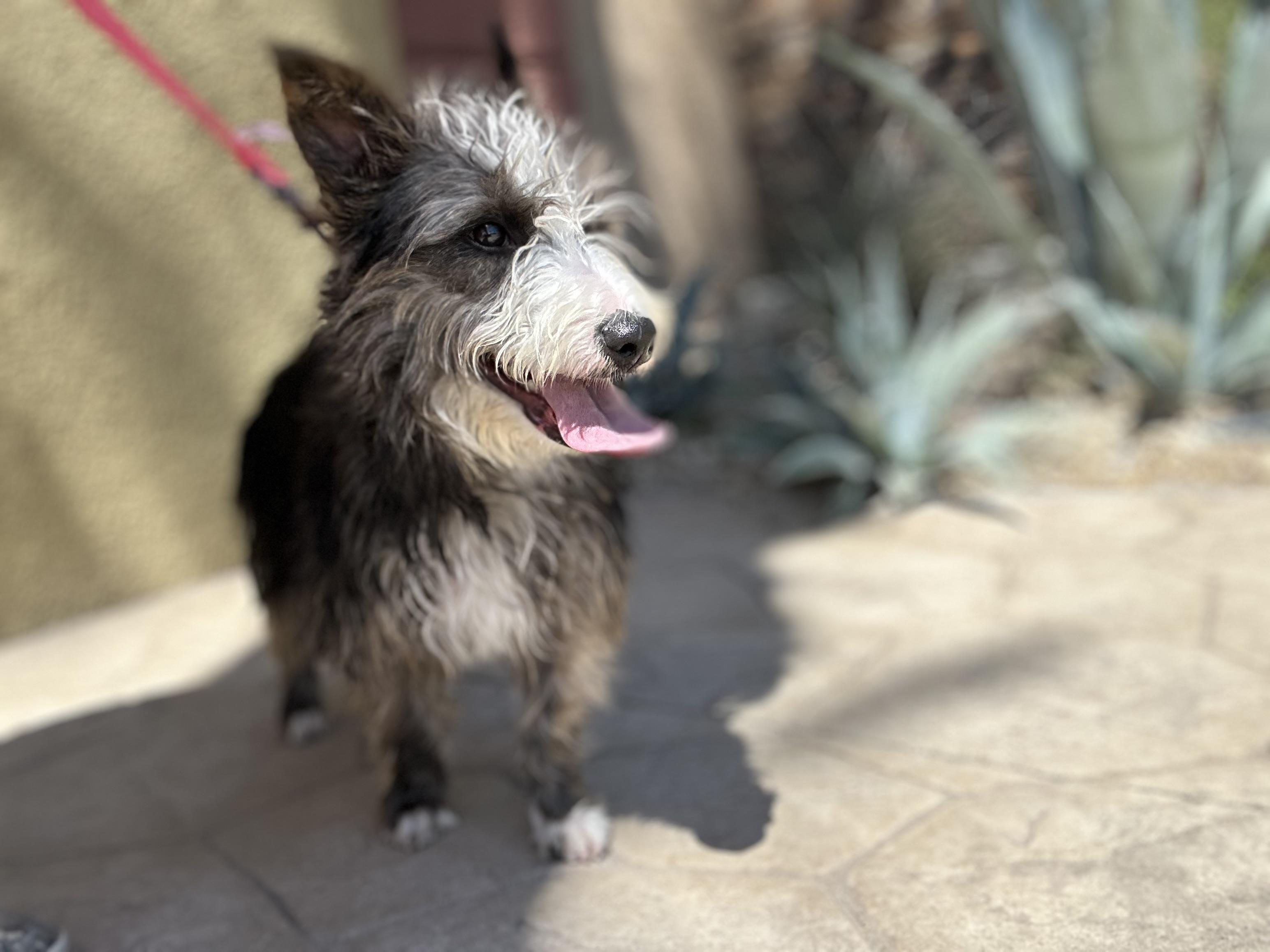 Enlarge Clair, a Adoptable mixed breed in Las Vegas, NV image 2/3