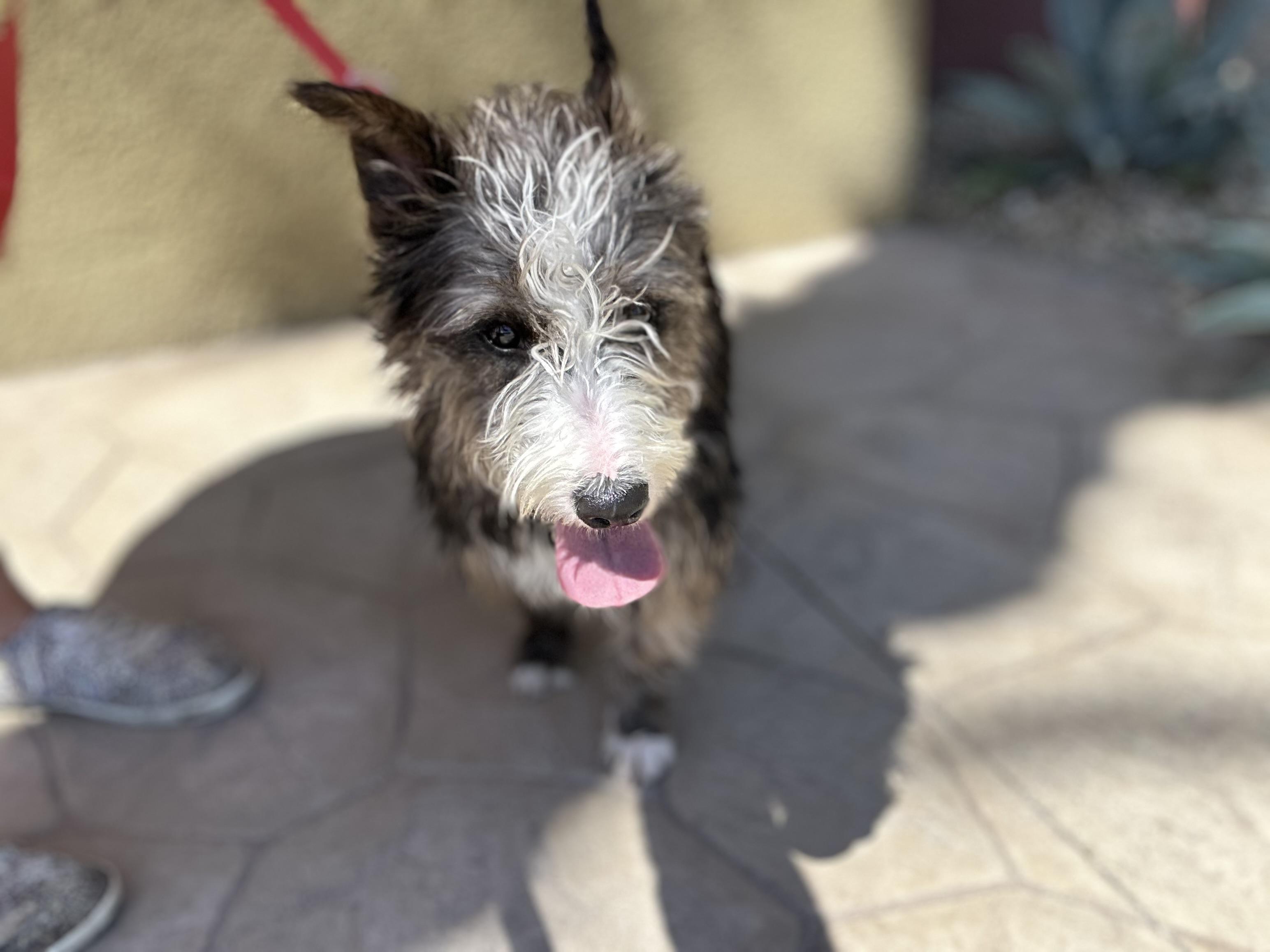 Enlarge Clair, a Adoptable mixed breed in Las Vegas, NV image 3/3