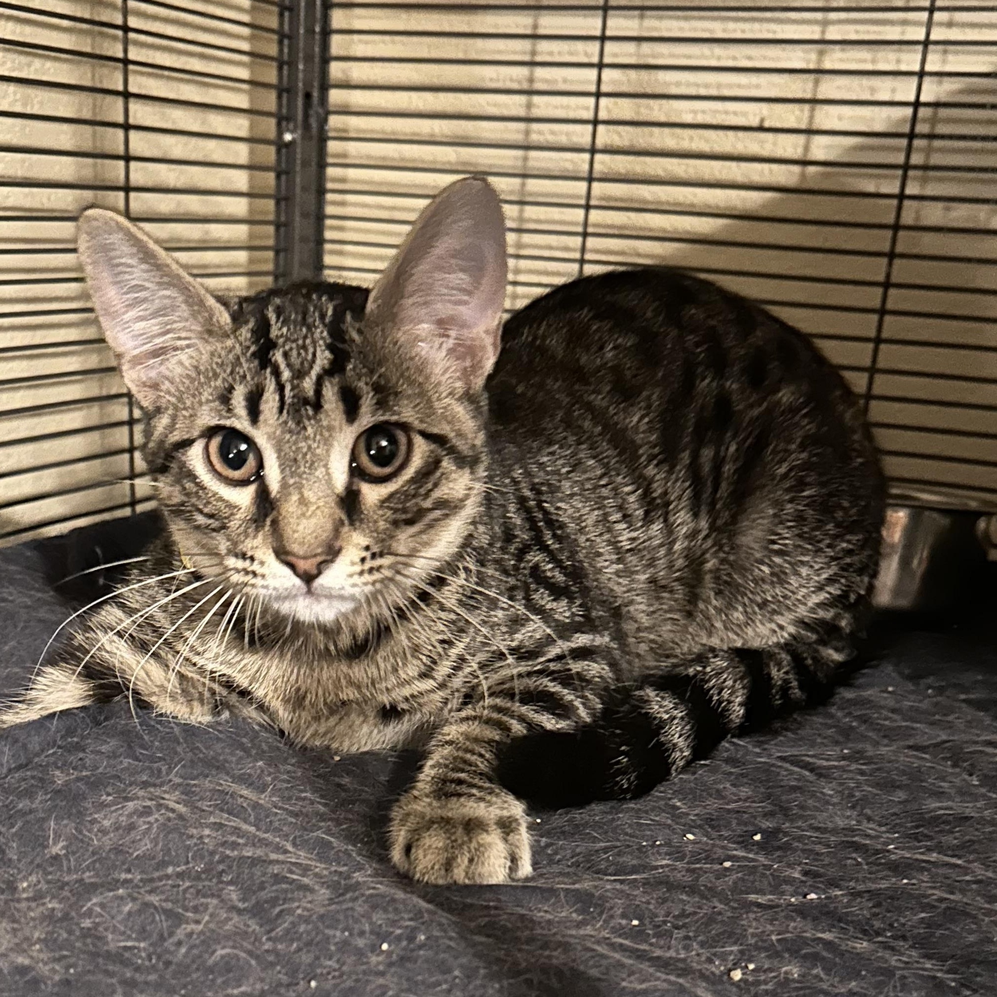 Enlarge Watson, a Adopted Domestic Short Hair in Tuttle, OK image 1/2