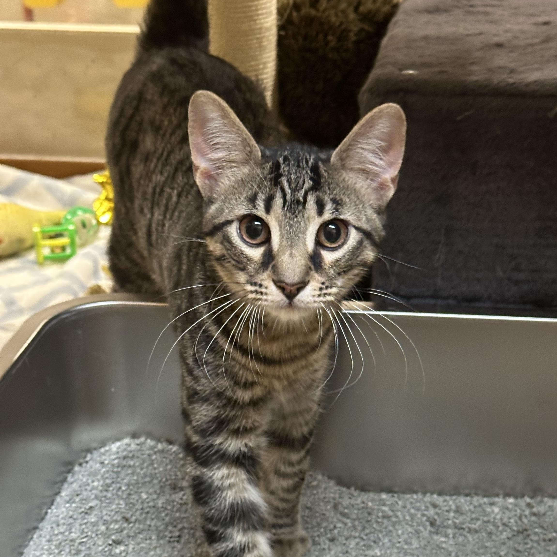 Enlarge Watson, a Adopted Domestic Short Hair in Tuttle, OK image 2/2