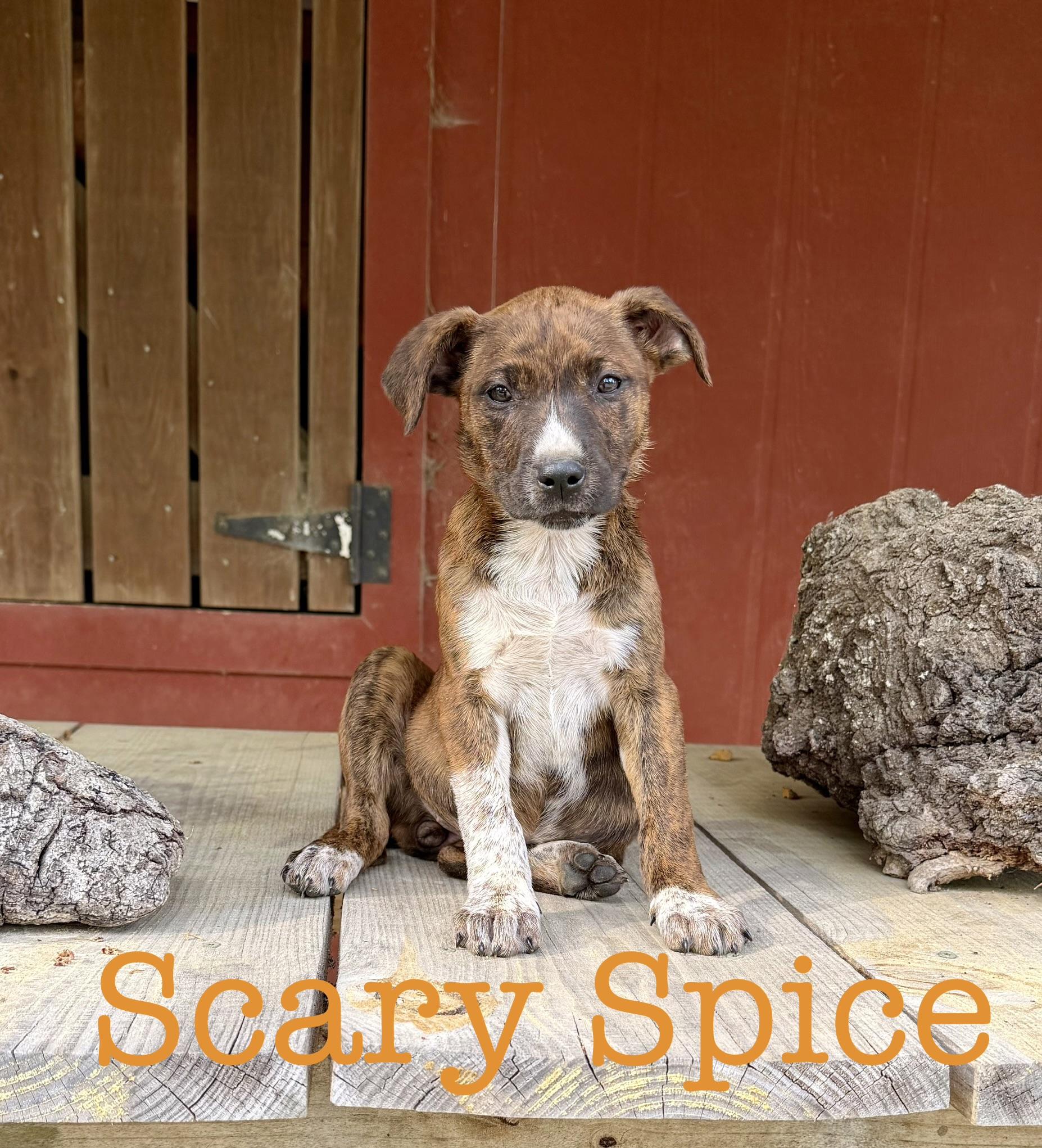 Enlarge Scary spice , a ADOPTABLE Pit Bull Terrier in South Amboy, NJ image 1/1