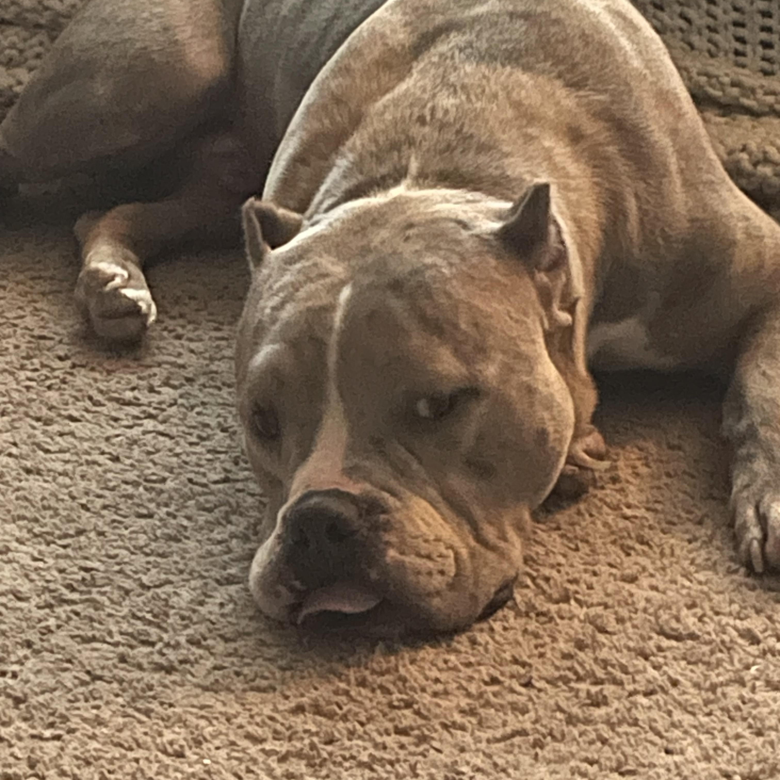 Harley, ADOPTABLE, Adult Male Mixed Breed.