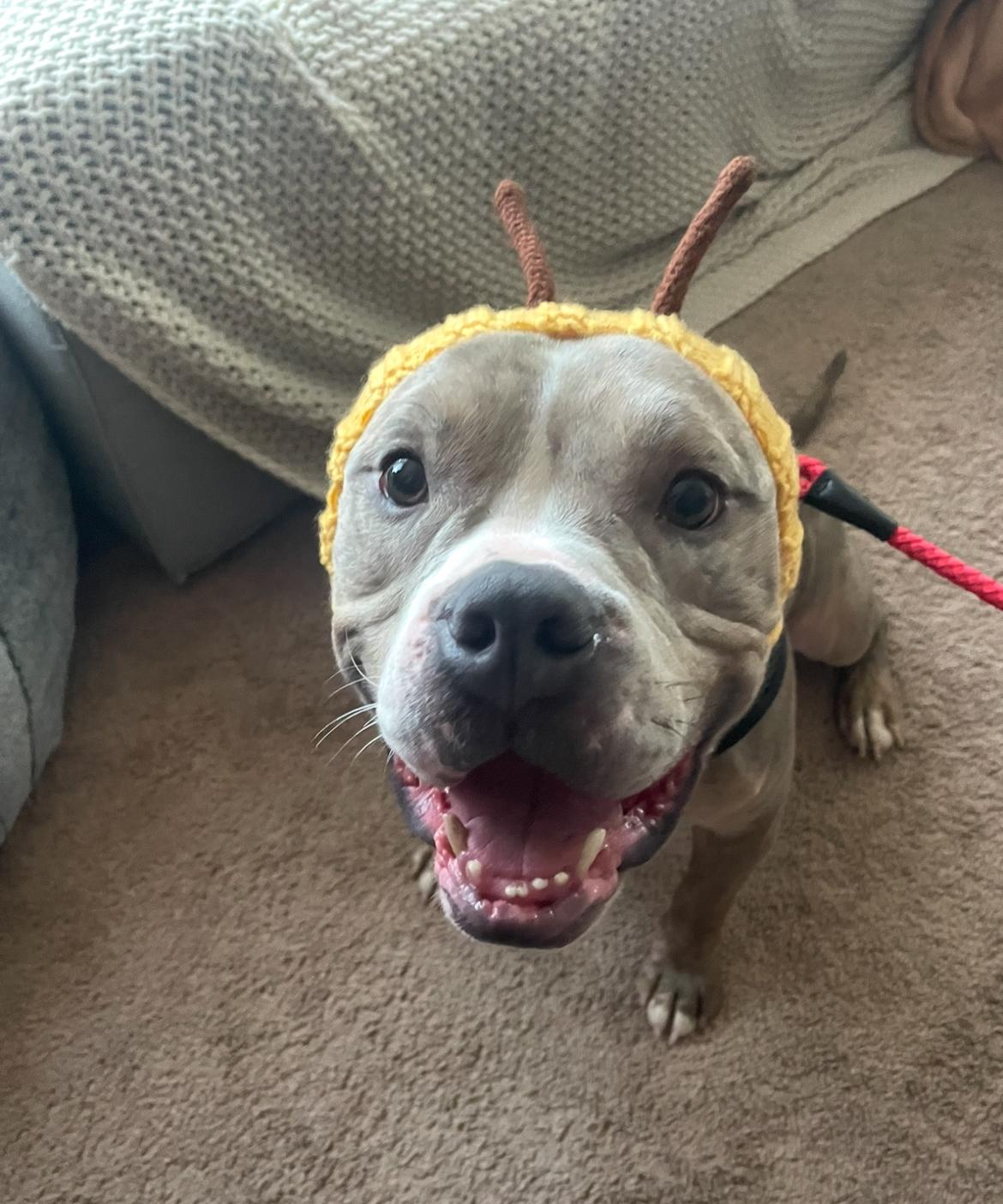 Enlarge Harley, a ADOPTABLE Mixed Breed in Belleville, IL image 3/3