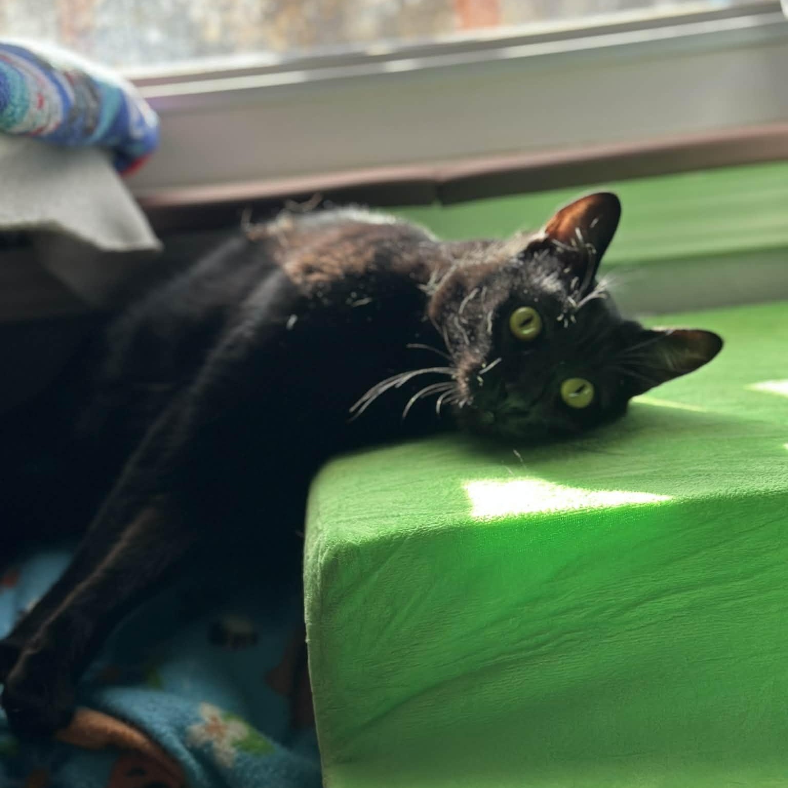 Pistol Pete, a Adoptable mixed breed in Oklahoma City, OK image 3/6