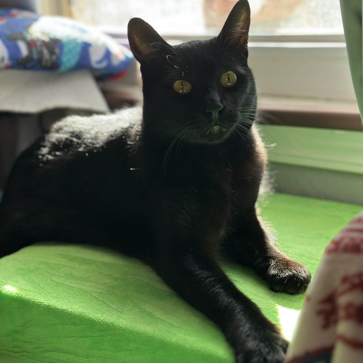 Pistol Pete, a Adoptable mixed breed in Oklahoma City, OK image 4/6