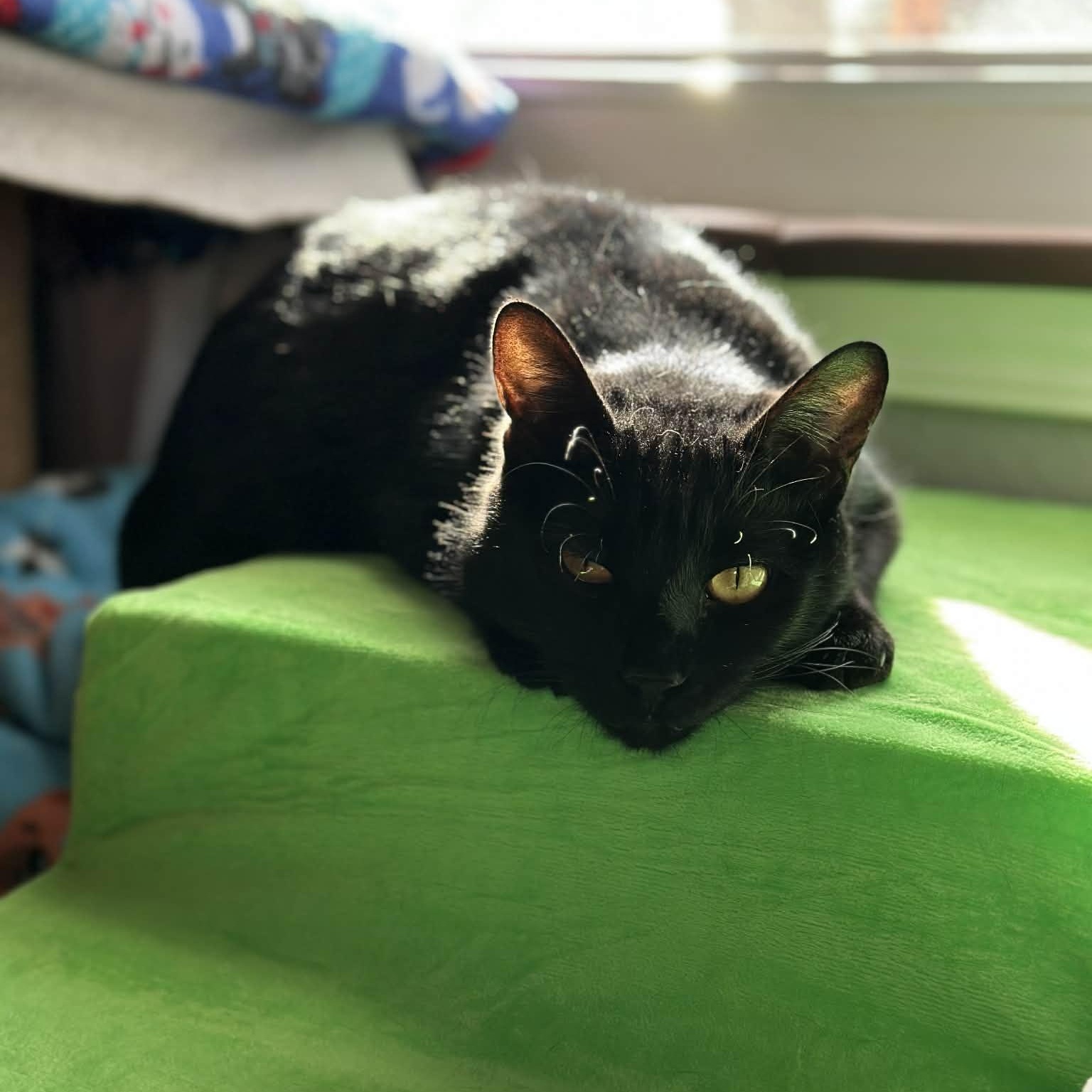 Pistol Pete, a Adoptable mixed breed in Oklahoma City, OK image 2/6