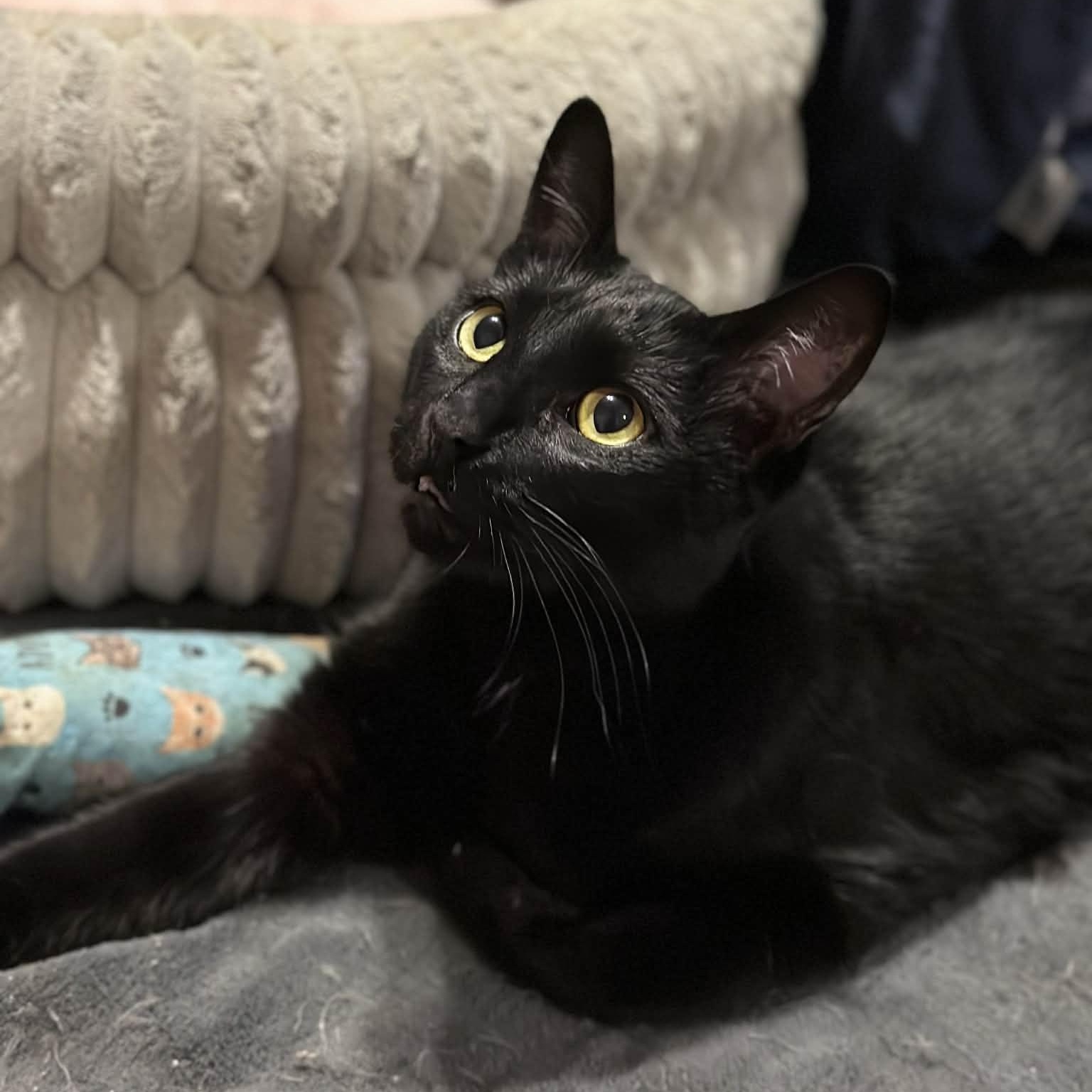 Pistol Pete, Adoptable, Adult Male Domestic Short Hair.