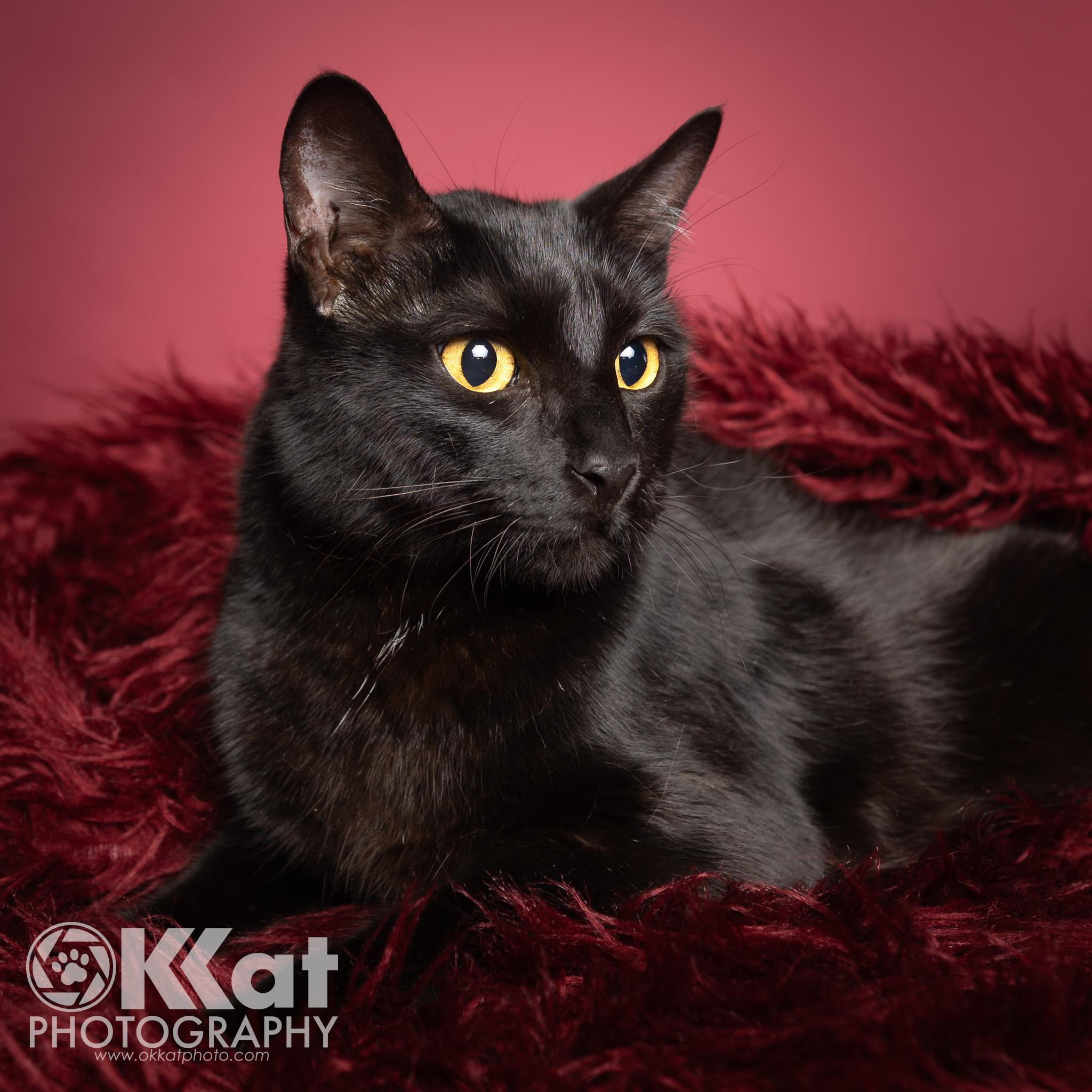 Pistol Pete, a Adoptable mixed breed in Oklahoma City, OK image 6/6