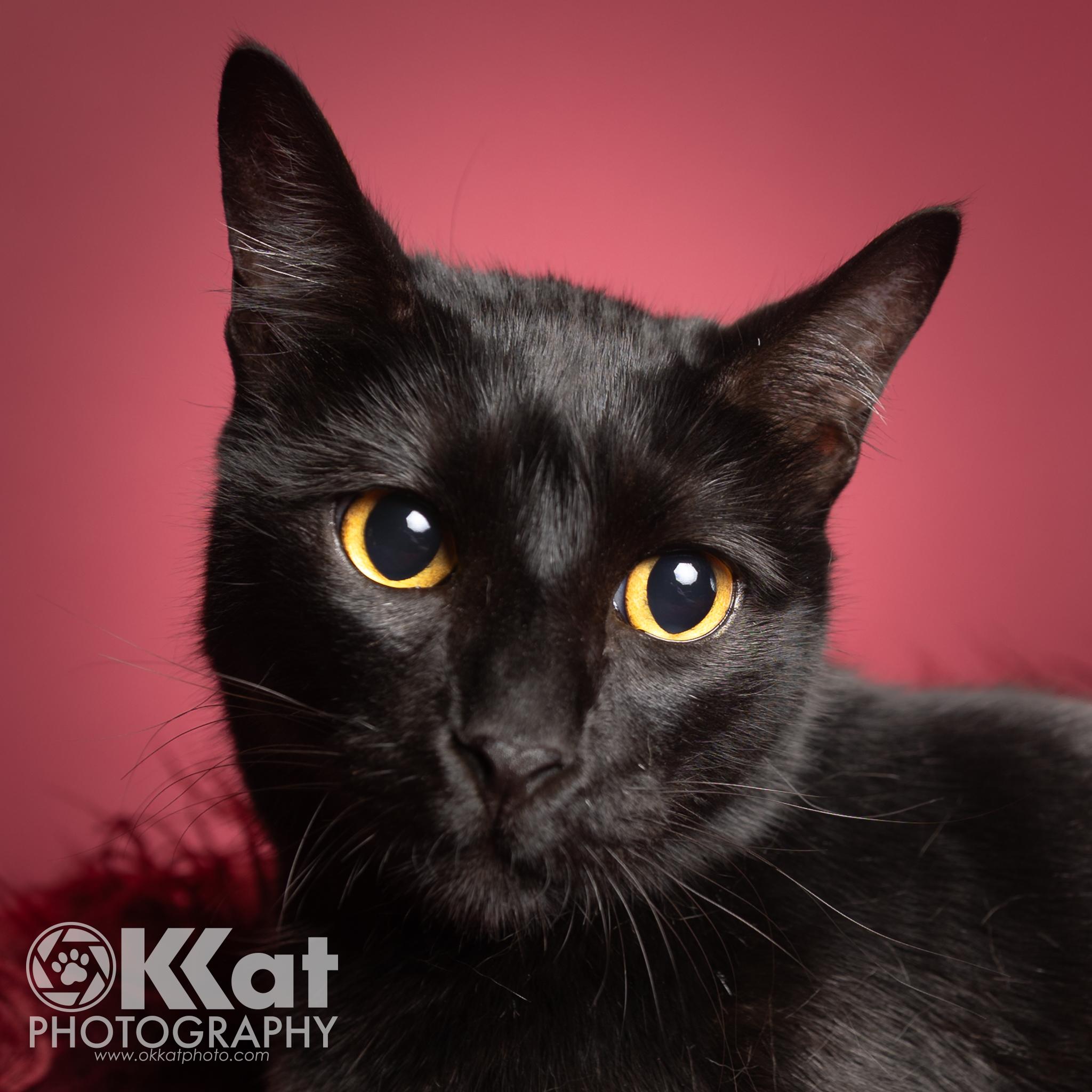 Pistol Pete, a Adoptable mixed breed in Oklahoma City, OK image 5/6