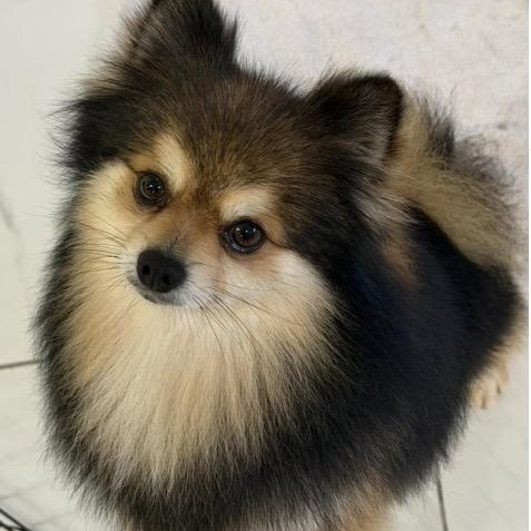 Ruffles, adopted, Adult Male Pomeranian.
