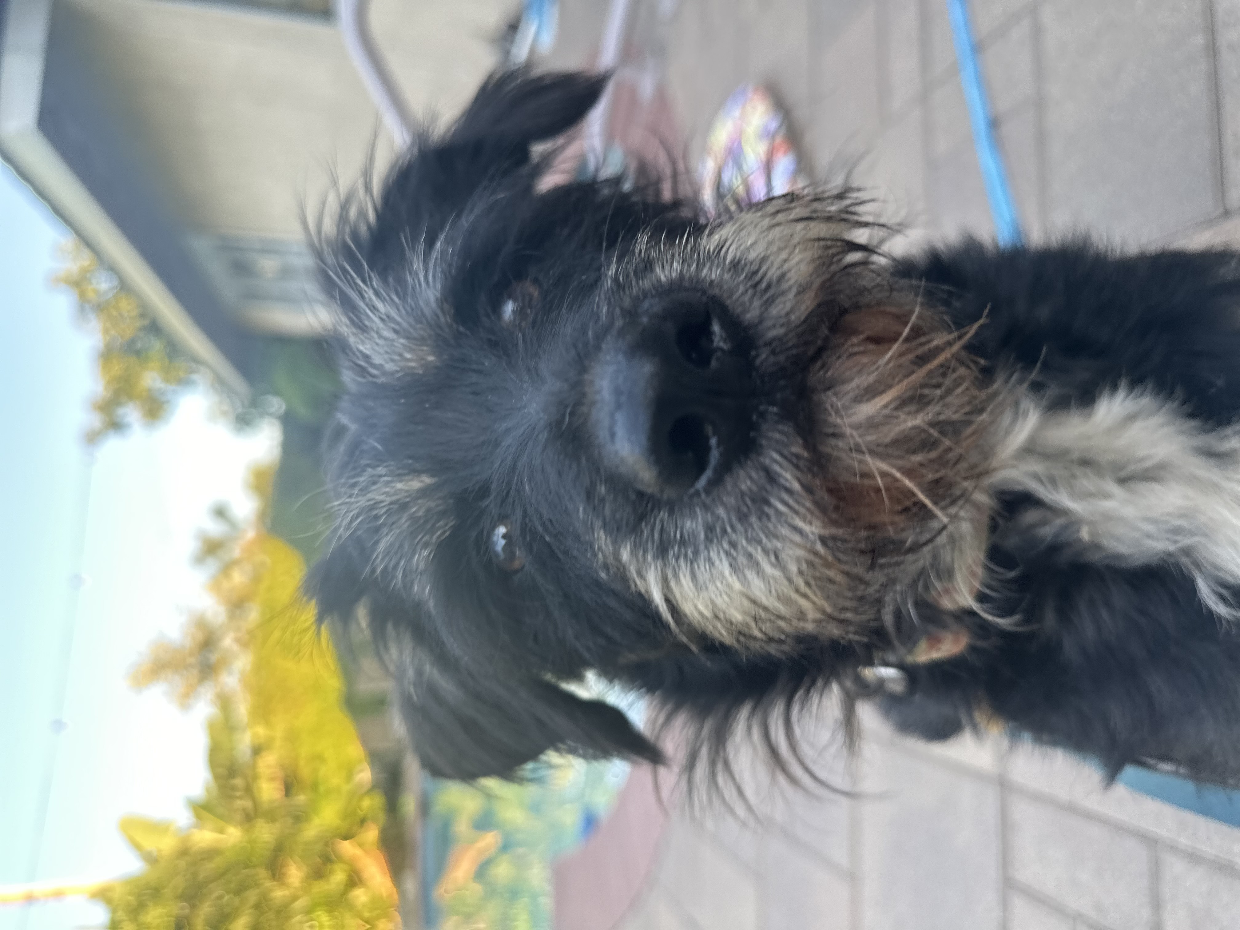 Bee, an adoptable Schnauzer, Schnoodle in Los Angeles, CA, 90026 | Photo Image 1