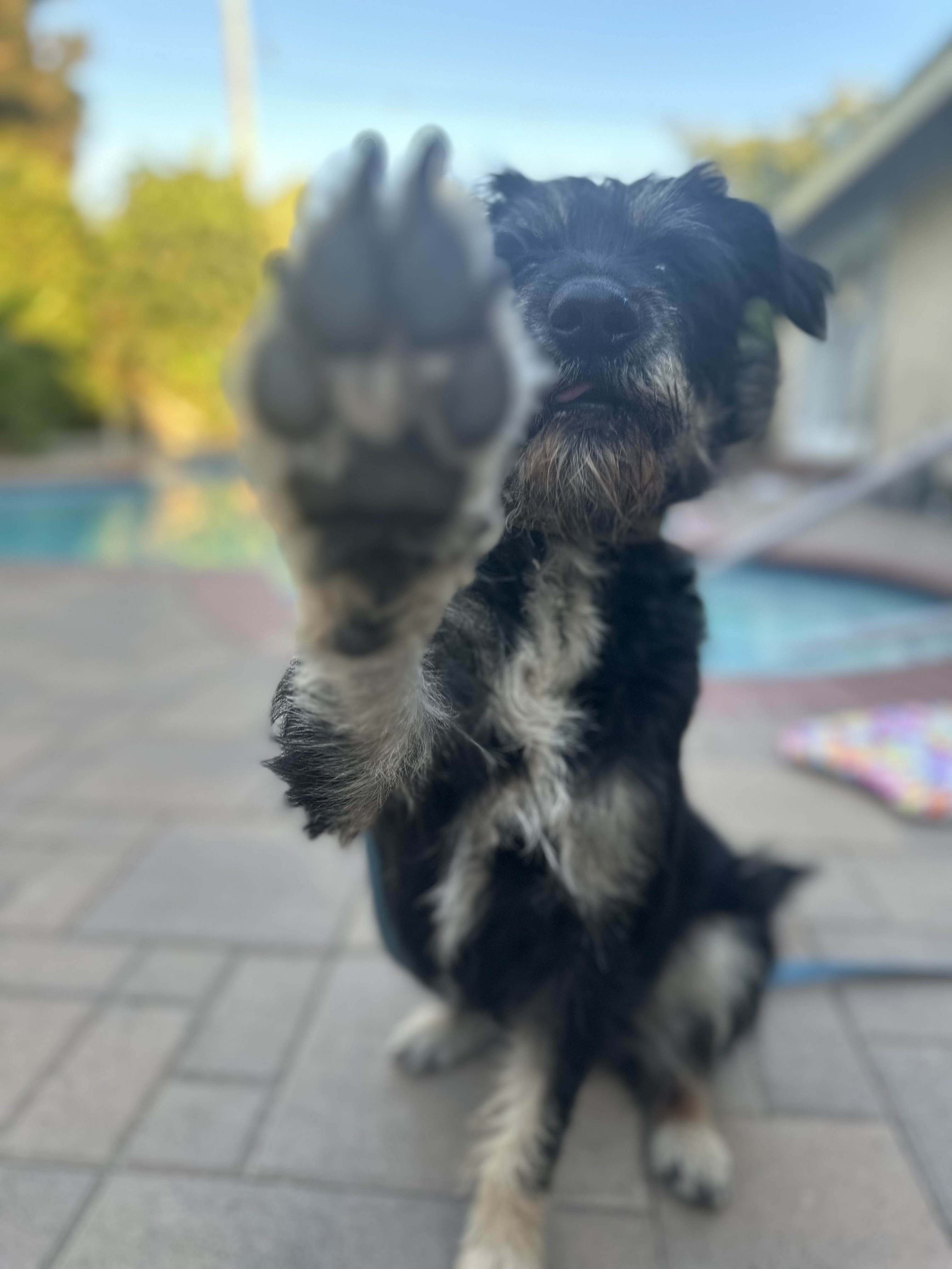 Bee, an adoptable Schnauzer, Schnoodle in Los Angeles, CA, 90026 | Photo Image 4