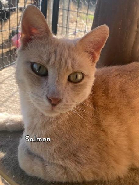 Salmon, Adoptable, Adult Male Domestic Short Hair.