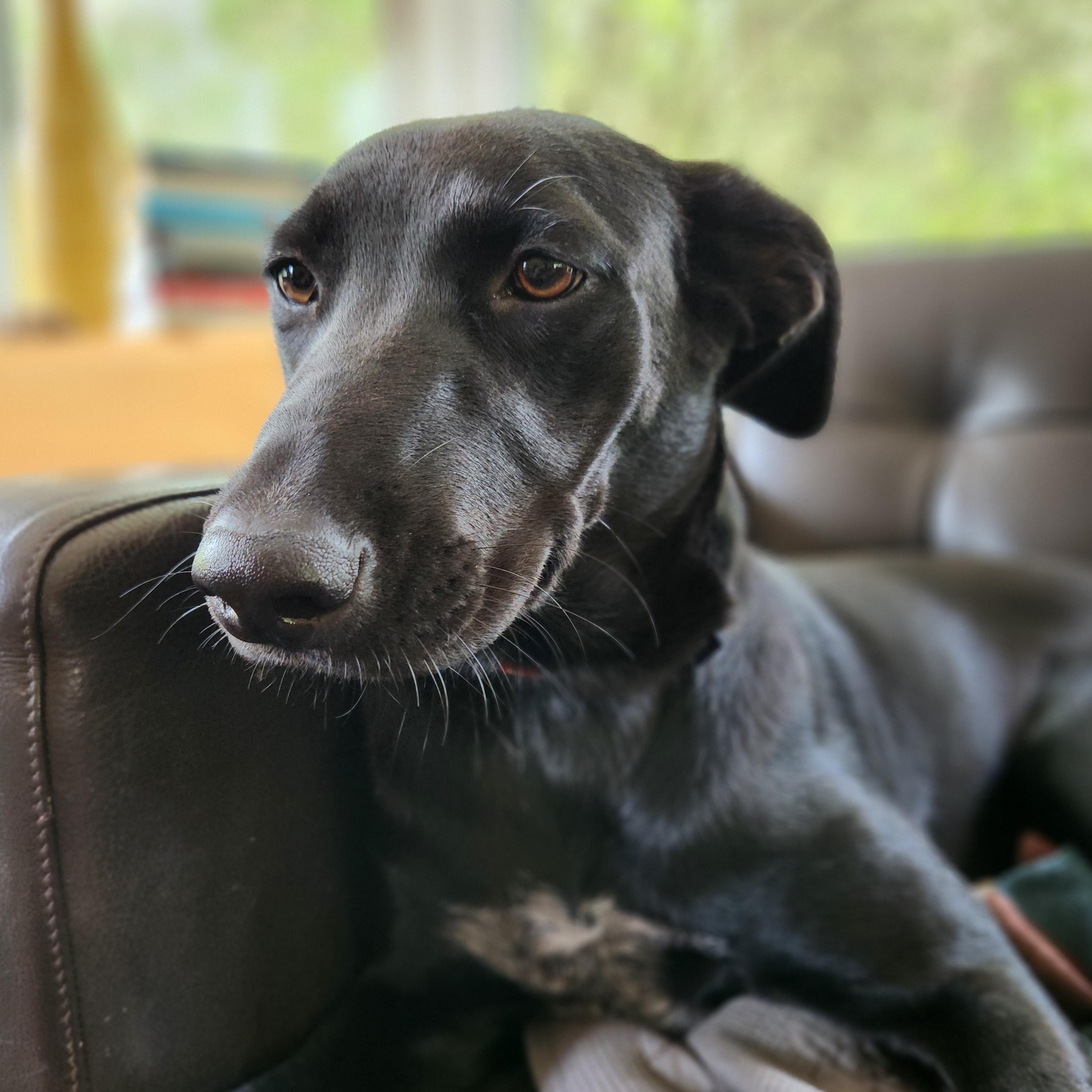 Star, Adoptable, Adult Female Black Labrador Retriever & German Shepherd Dog.