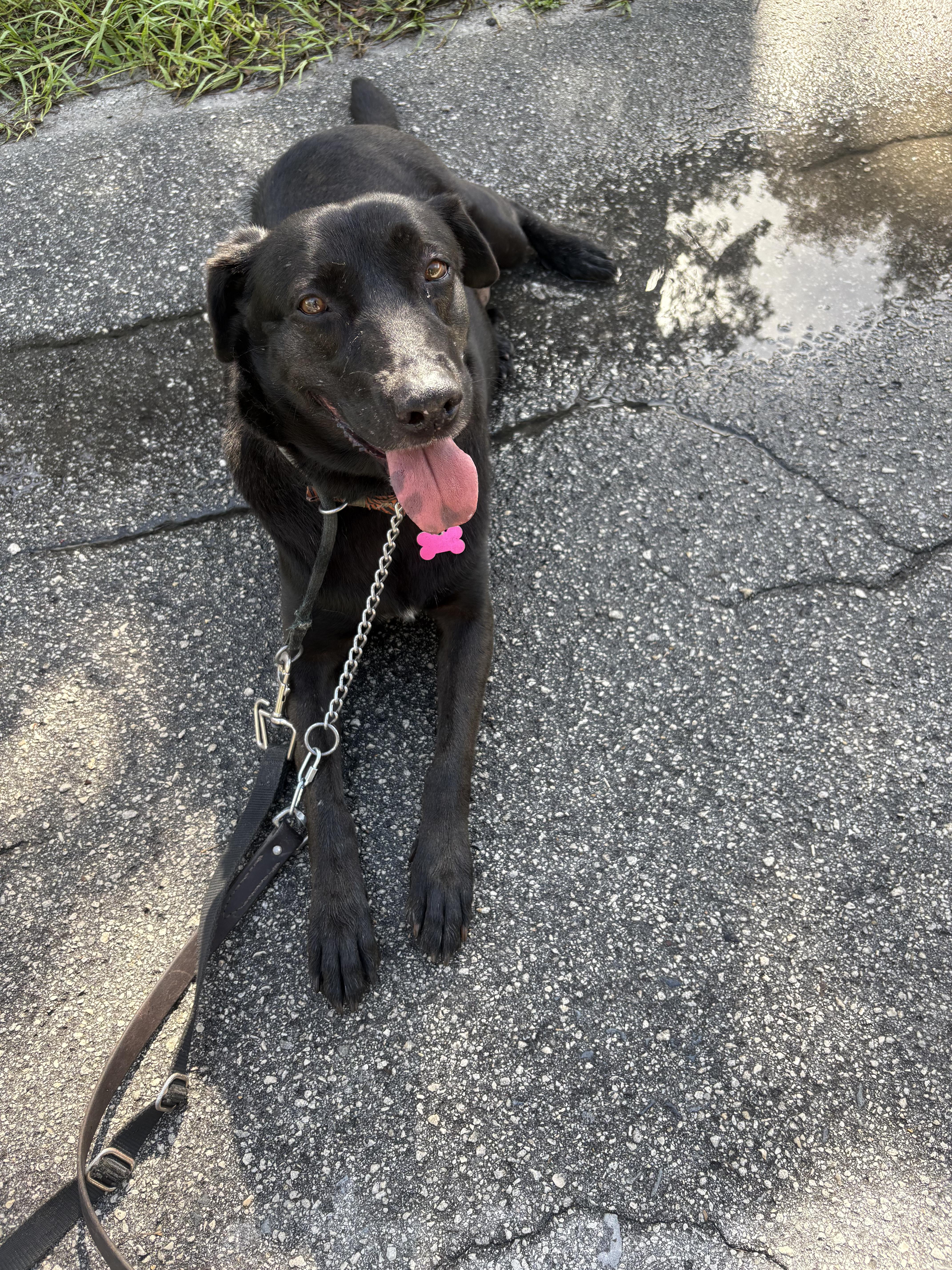 Enlarge Star, a Adoptable mixed breed in Spring Hill, FL image 2/4