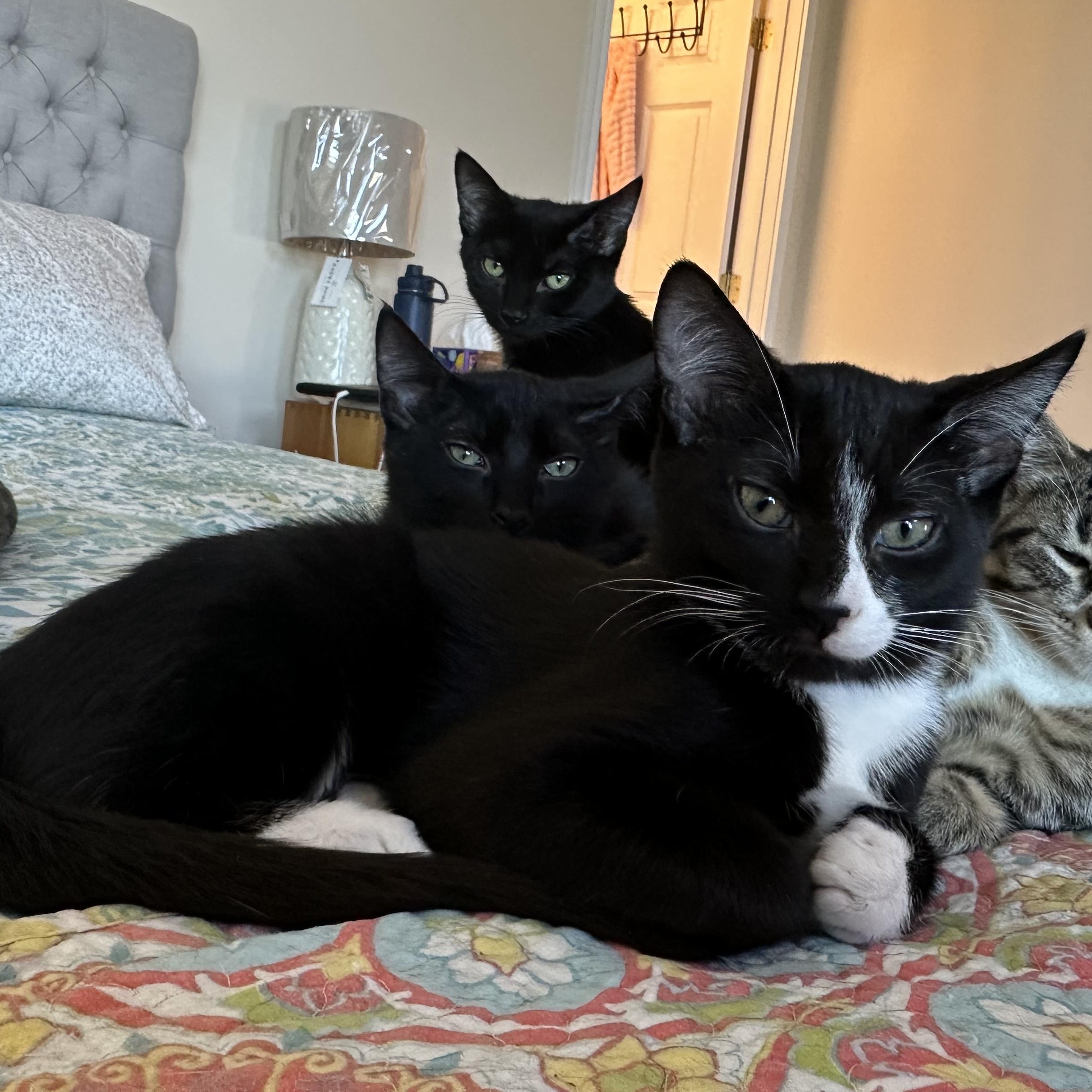 Anise, ADOPTABLE, Kitten Male Domestic Short Hair.