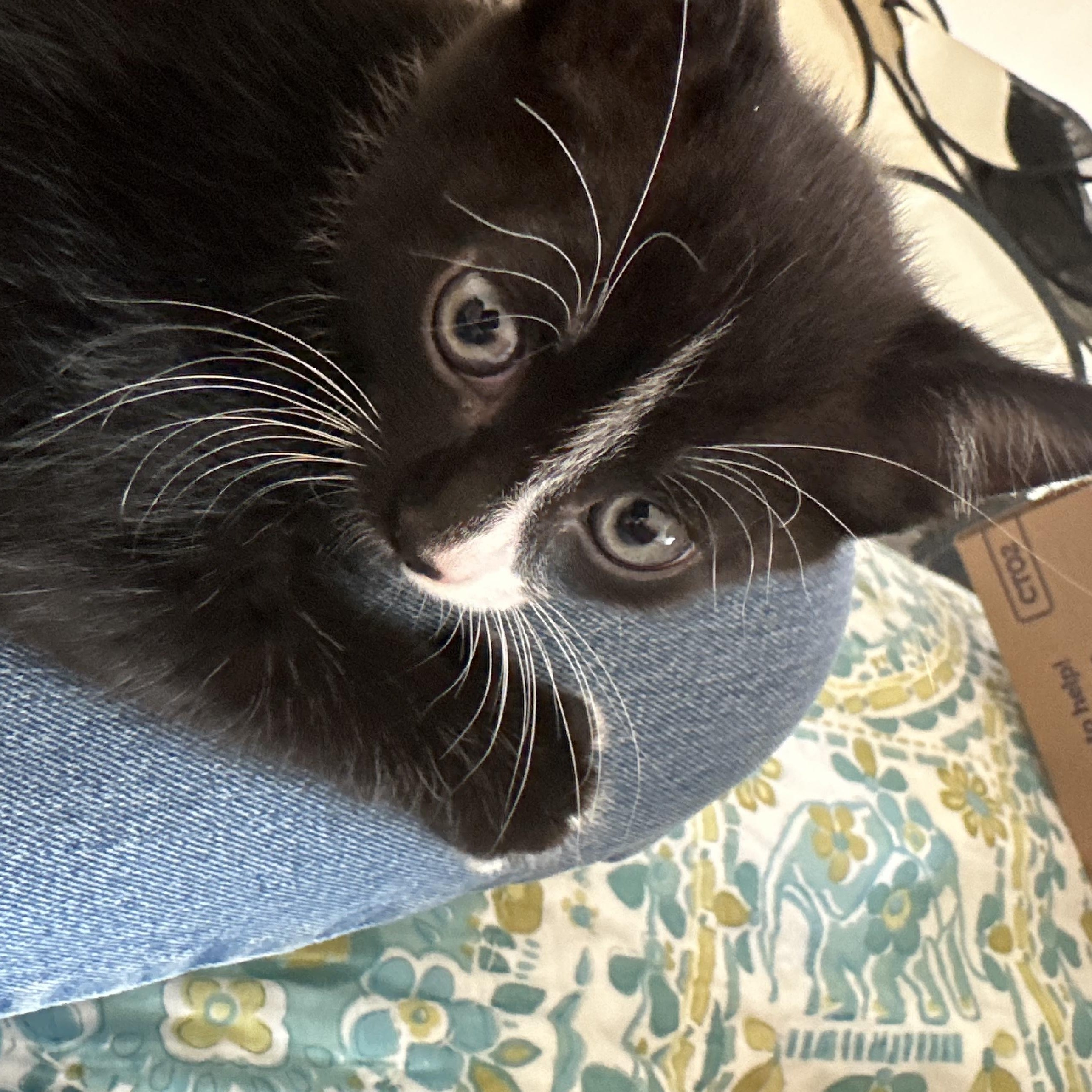 Anise, a ADOPTABLE mixed breed in Chicago, IL image 2/6