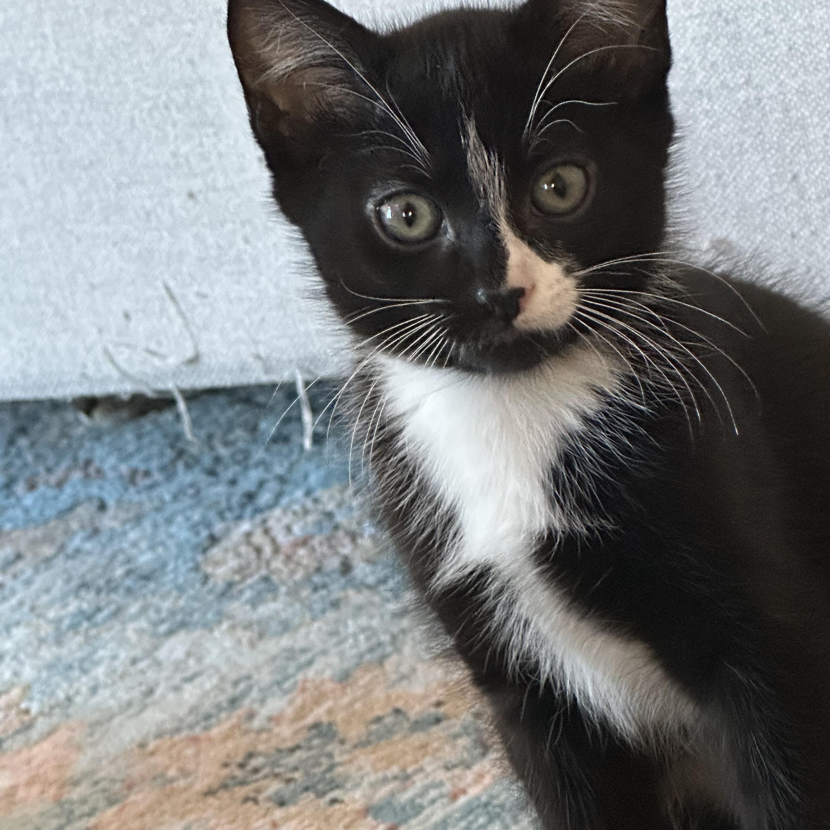 Anise, a ADOPTABLE mixed breed in Chicago, IL image 3/6