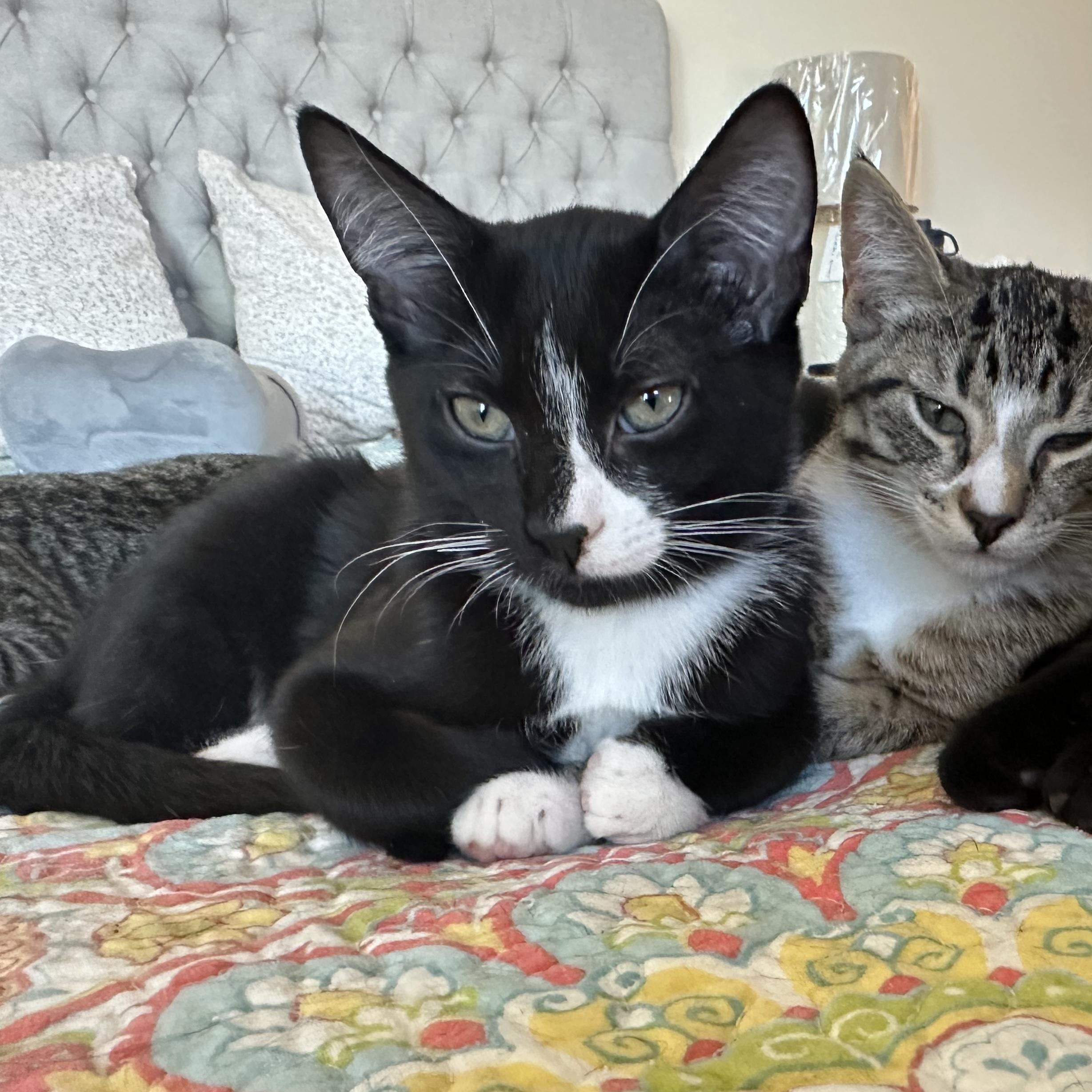 Anise, a ADOPTABLE mixed breed in Chicago, IL image 4/6