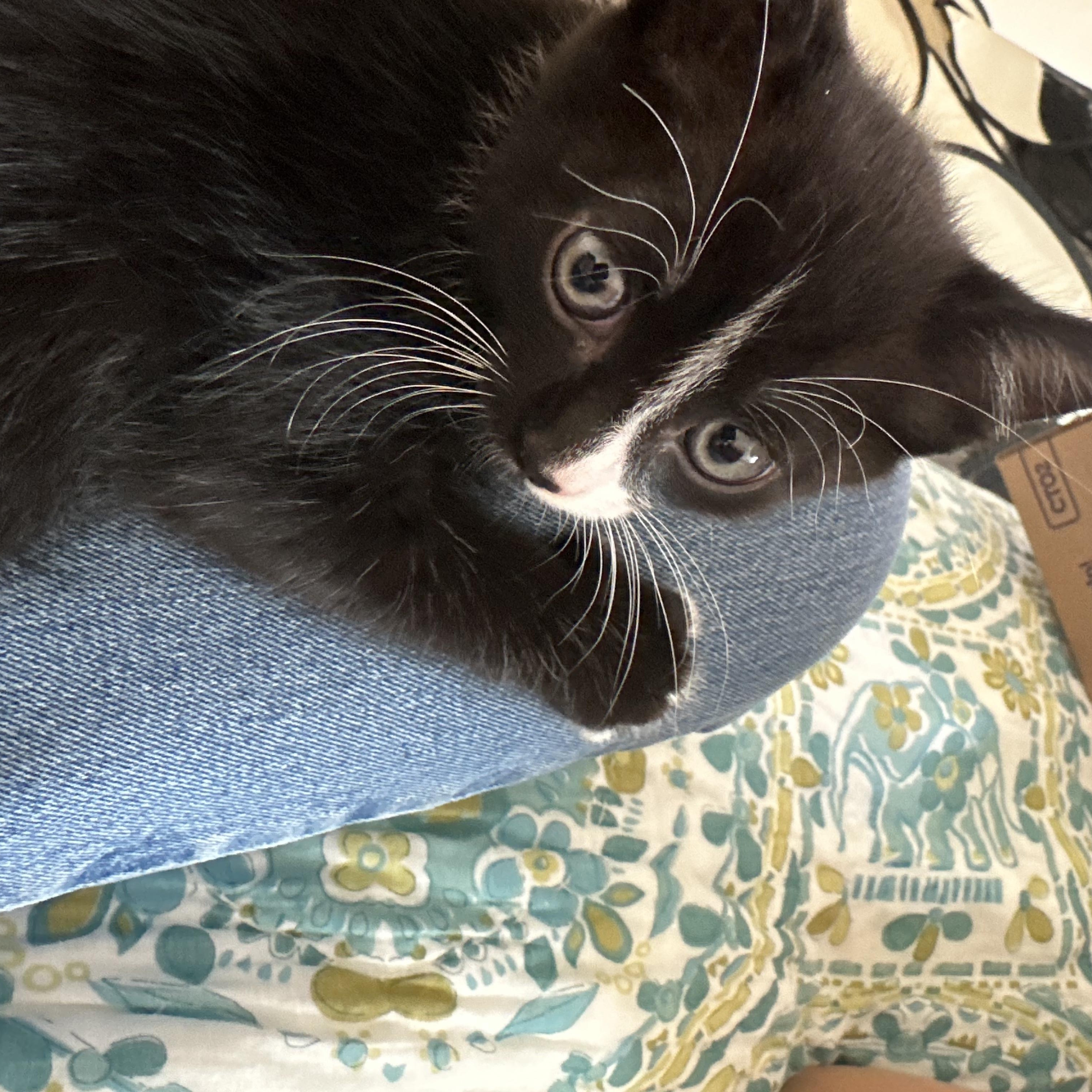 Anise, a ADOPTABLE mixed breed in Chicago, IL image 5/6