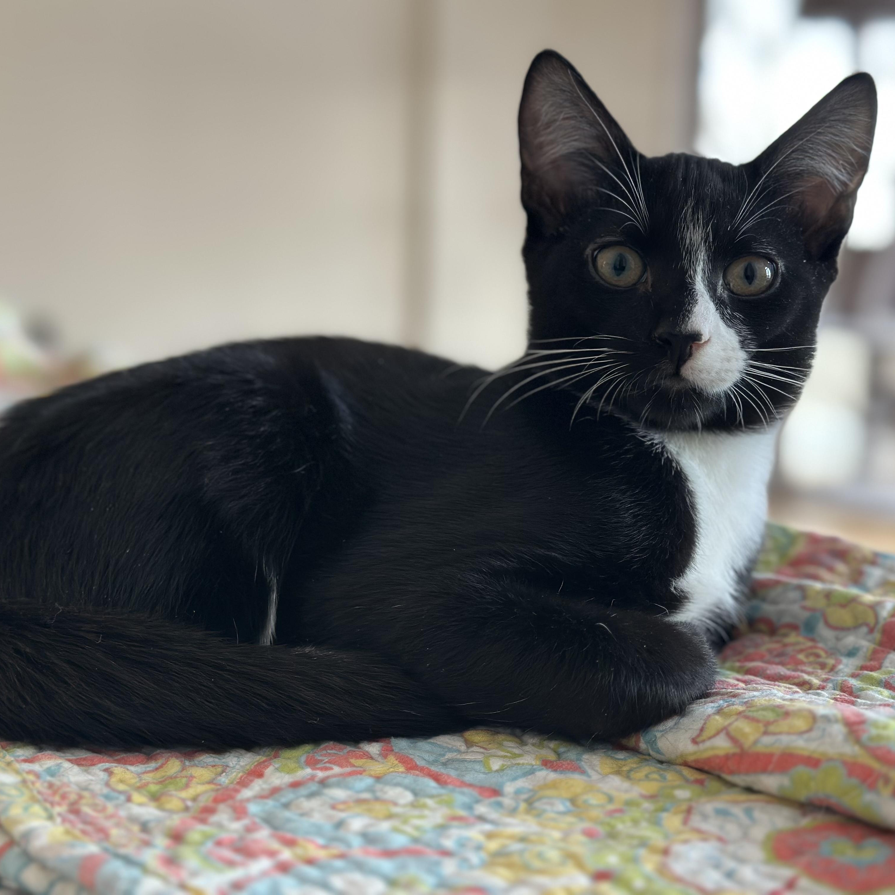 Anise, a ADOPTABLE mixed breed in Chicago, IL image 6/6