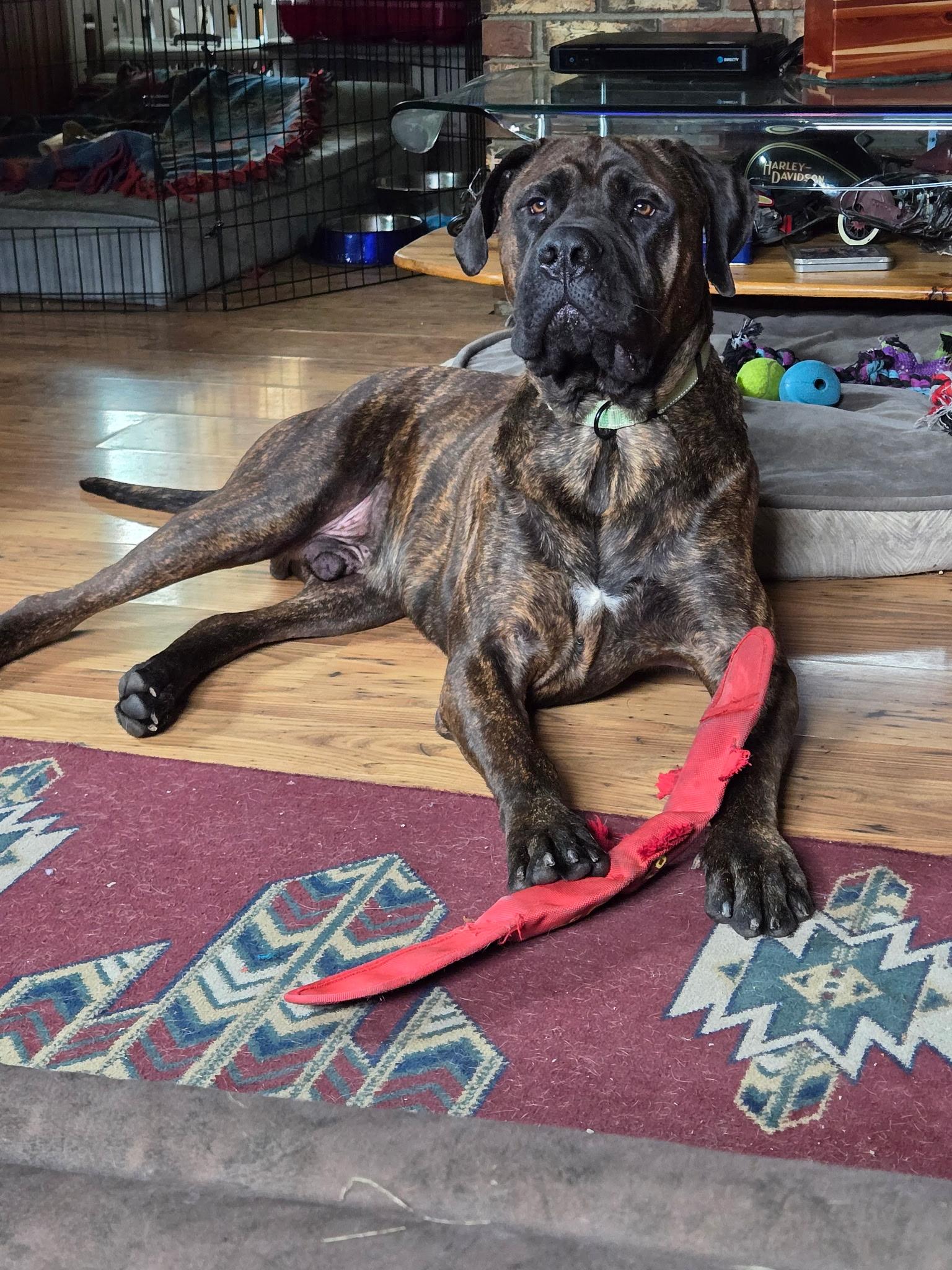 Bronx - VA, Adopted, Adult Male Bullmastiff.