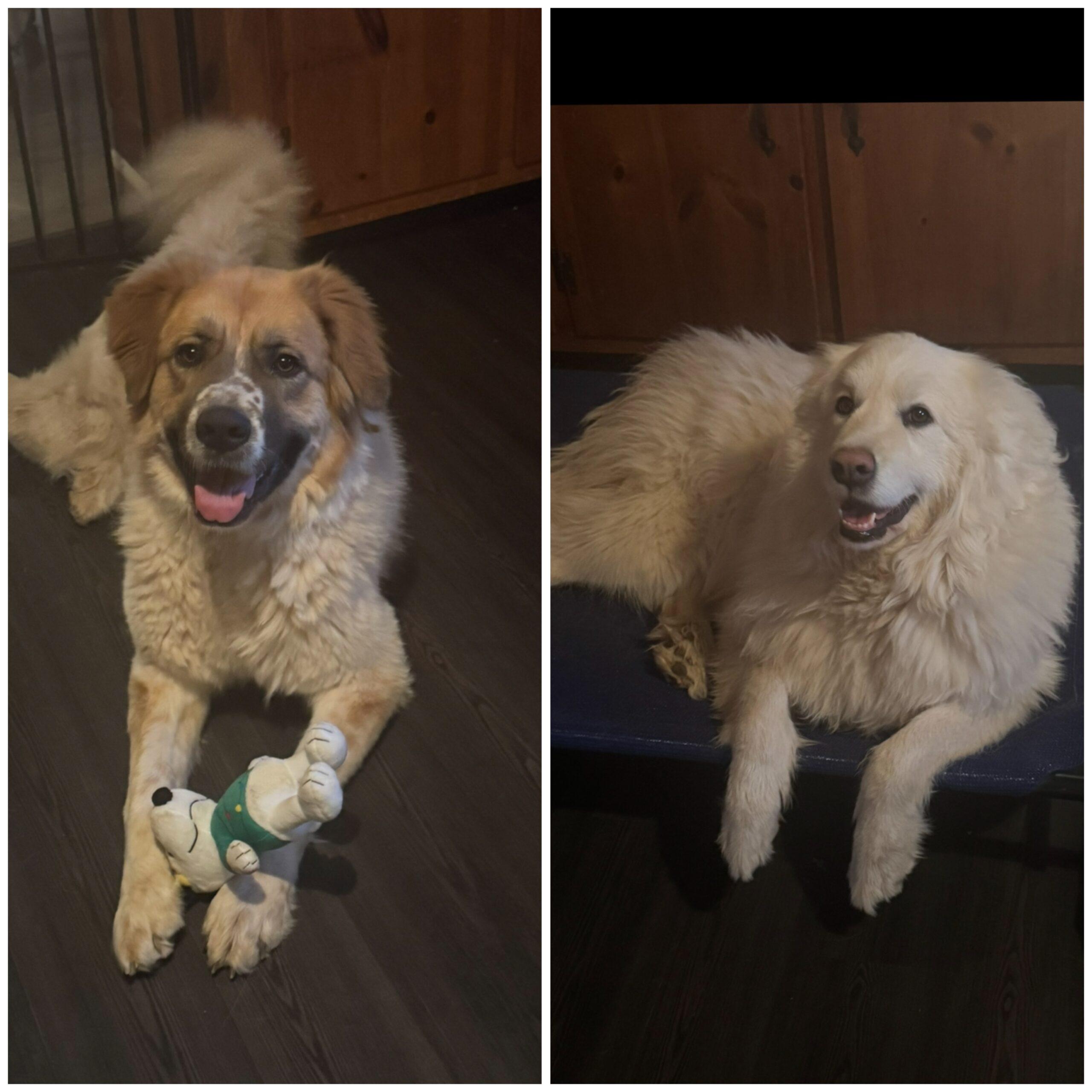 Lele, Adopted, Adult Female Great Pyrenees & Australian Shepherd.