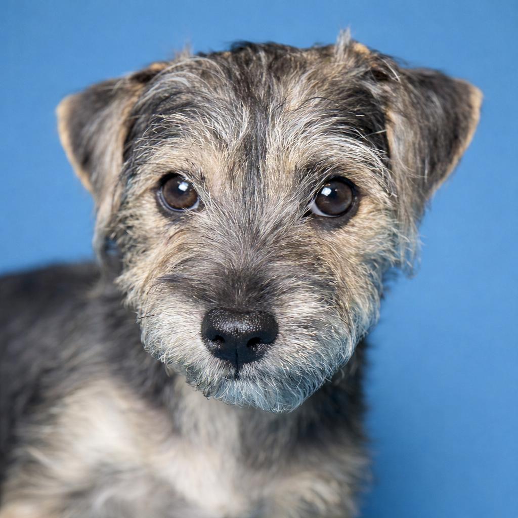 Enlarge Finn: Cute and cuddly, an adopted mixed breed in Dublin, OH image 2/5