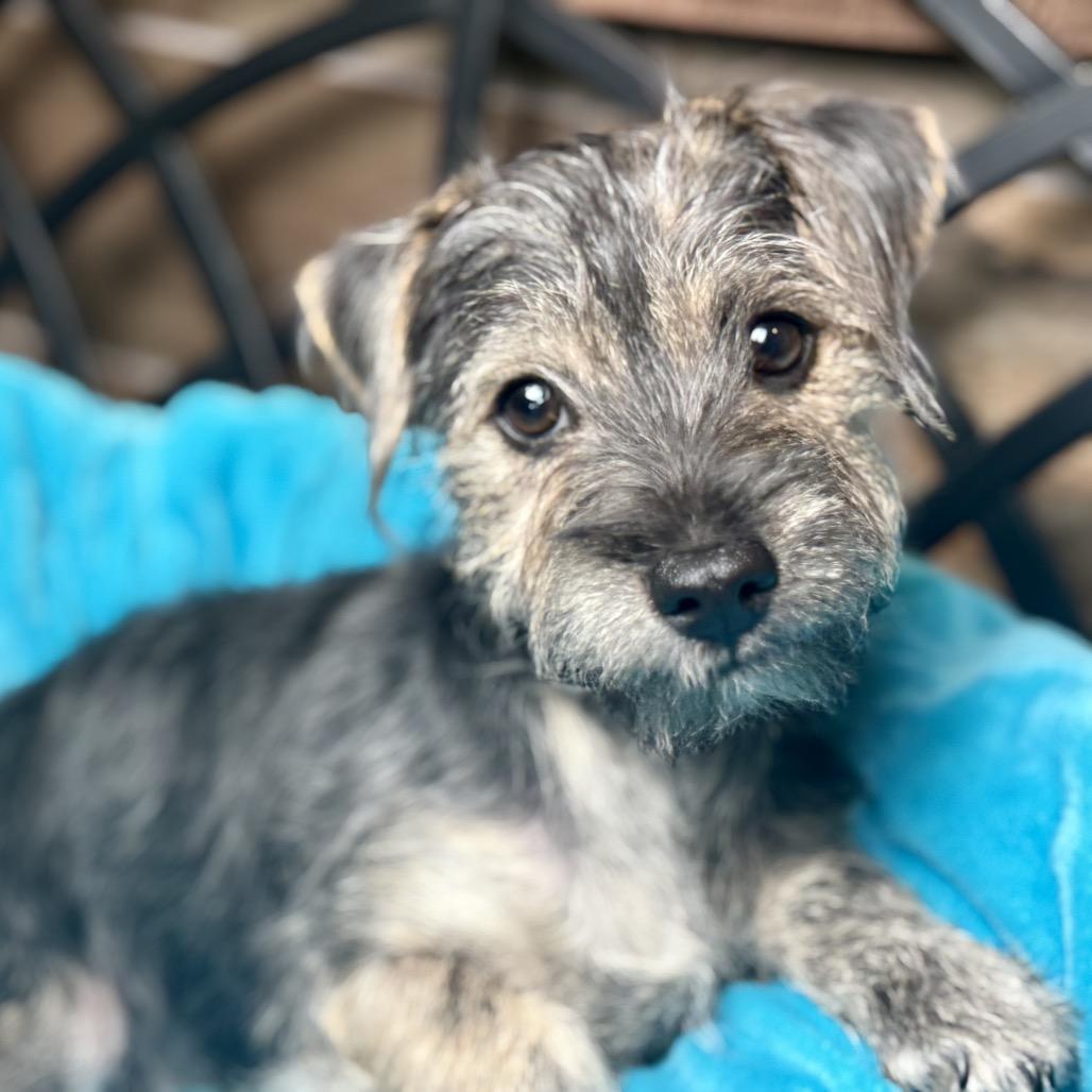 Enlarge Finn: Cute and cuddly, an adopted mixed breed in Dublin, OH image 3/5