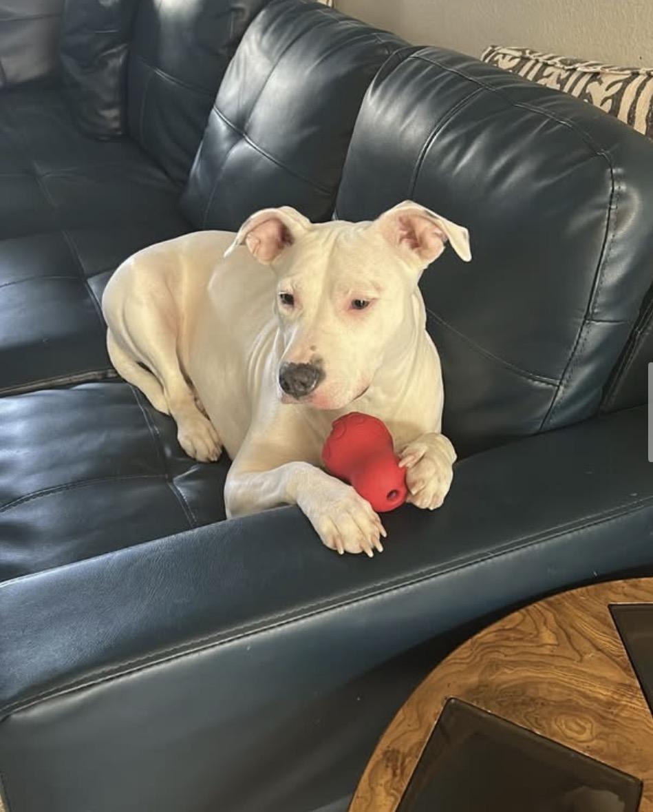 Enlarge Maddie, a Adoptable Pit Bull Terrier in canyon lake, TX image 2/4