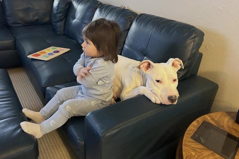 Enlarge Maddie, a Adoptable Pit Bull Terrier in canyon lake, TX image 3/4