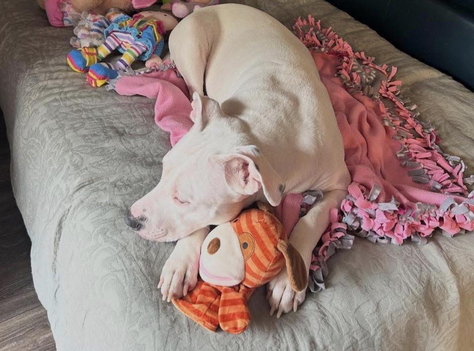 Enlarge Maddie, a Adoptable Pit Bull Terrier in canyon lake, TX image 4/4