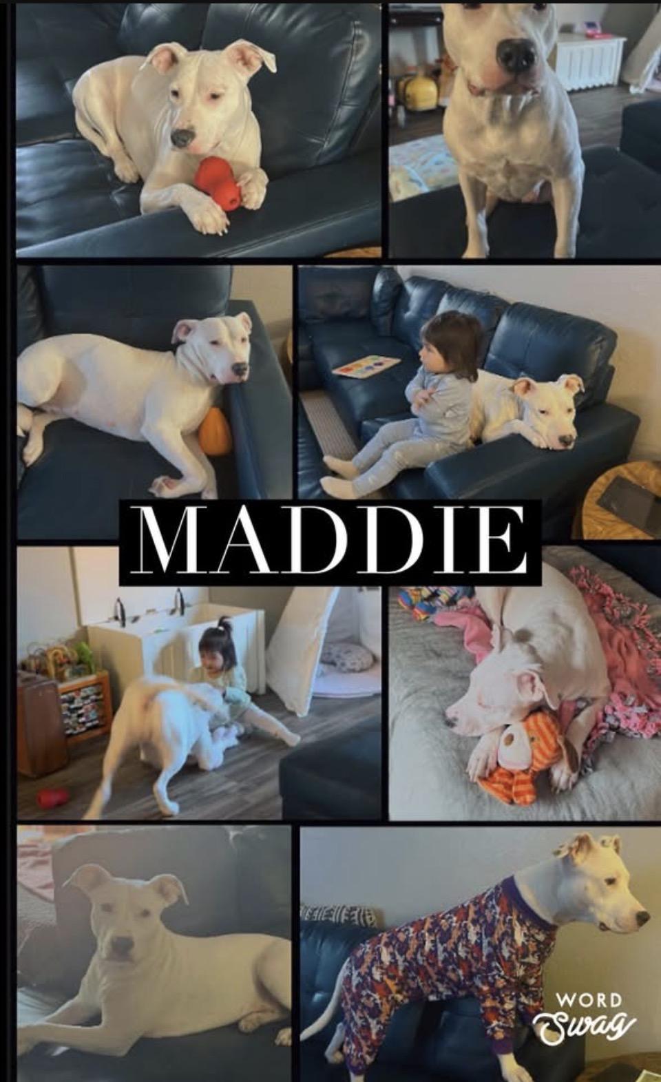 Enlarge Maddie, a Adoptable Pit Bull Terrier in canyon lake, TX image 1/4