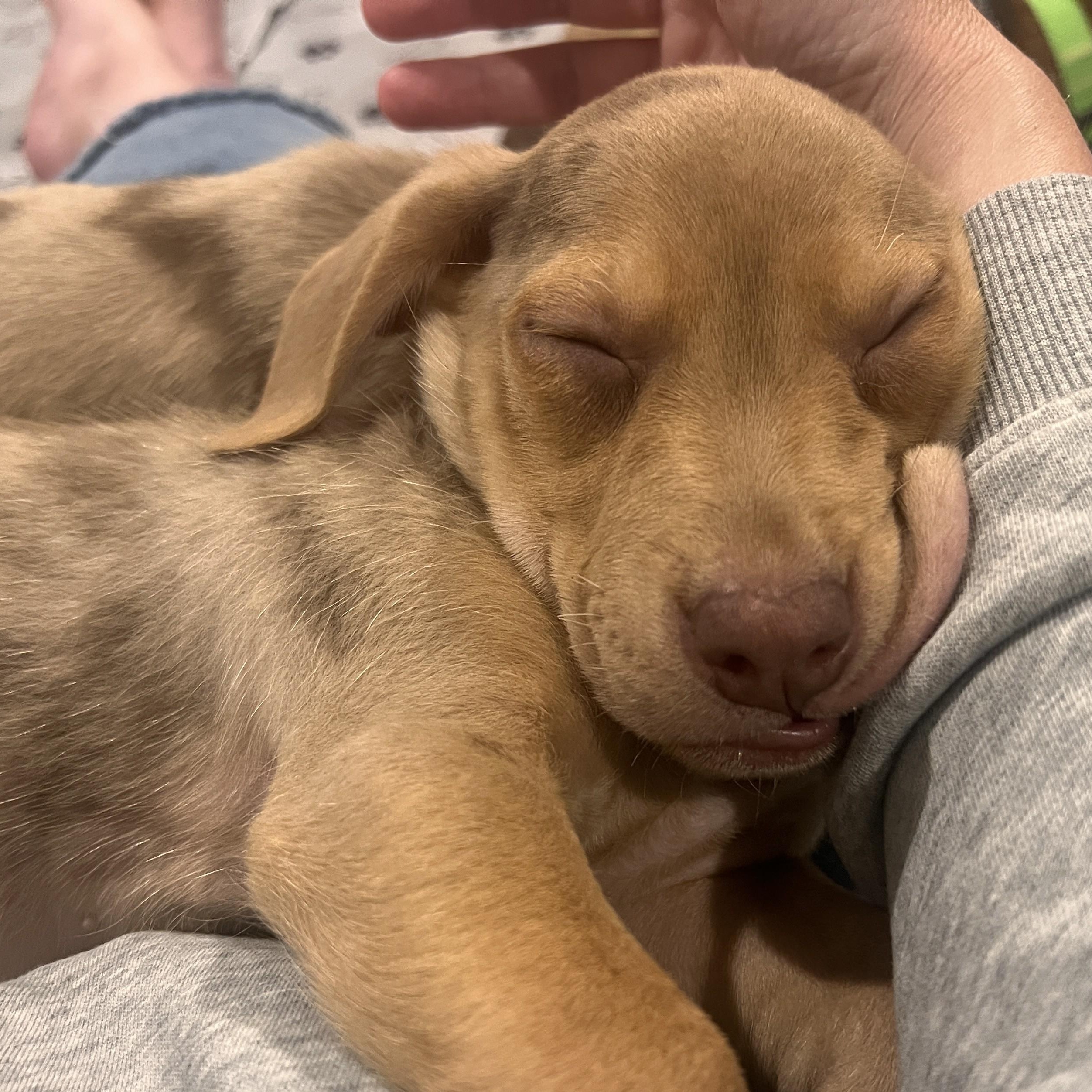Jude, an adopted mixed breed in Palatine, IL image 5/6
