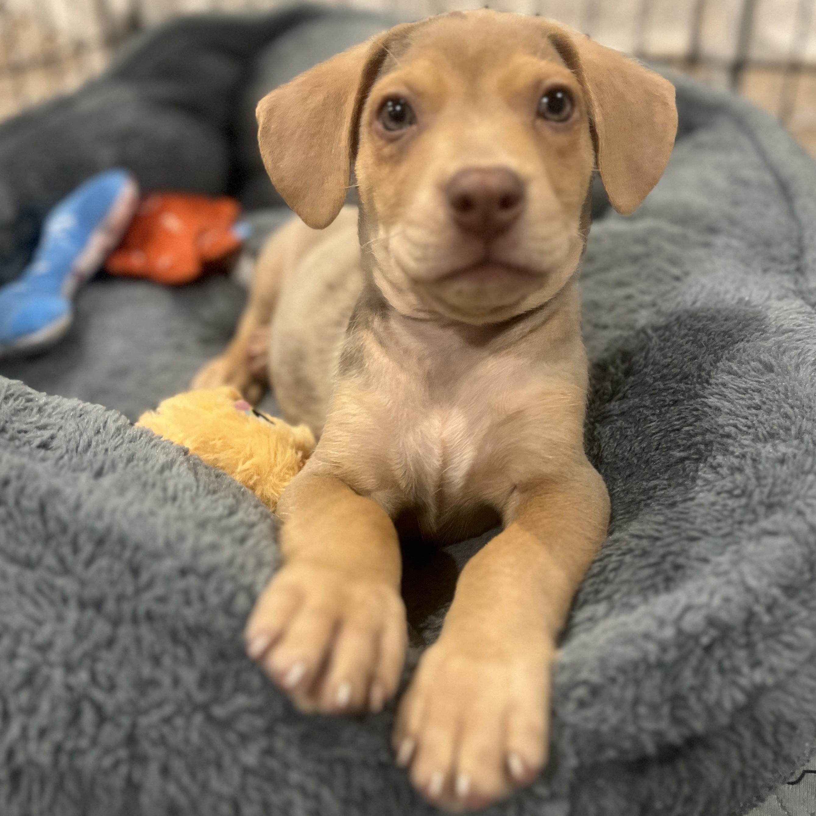 Jude, an adopted mixed breed in Palatine, IL image 6/6